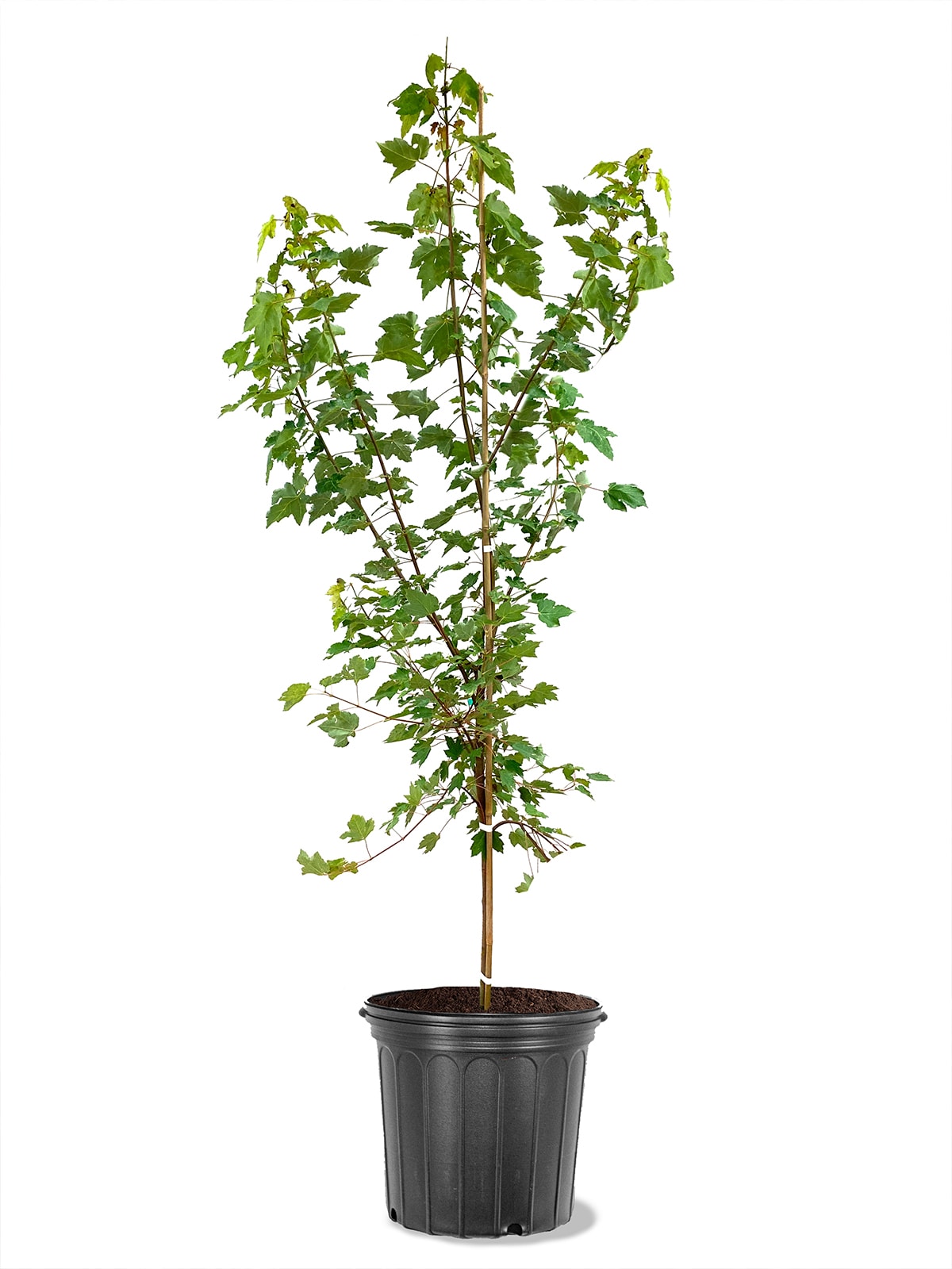 Southern Planters MAPOCT05G 5 -Gallon Shade October Glory Maple In pot (with soil)