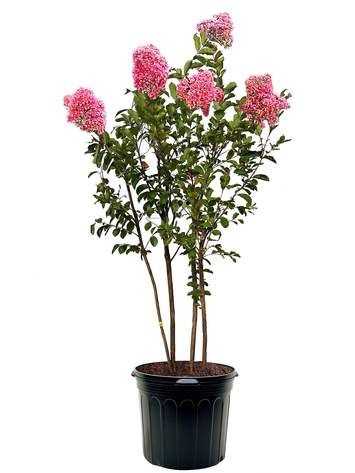 Southern Planters CRMMIA07G 7 -Gallon Pink Flowering Miami Crape Myrtle In pot (with soil)