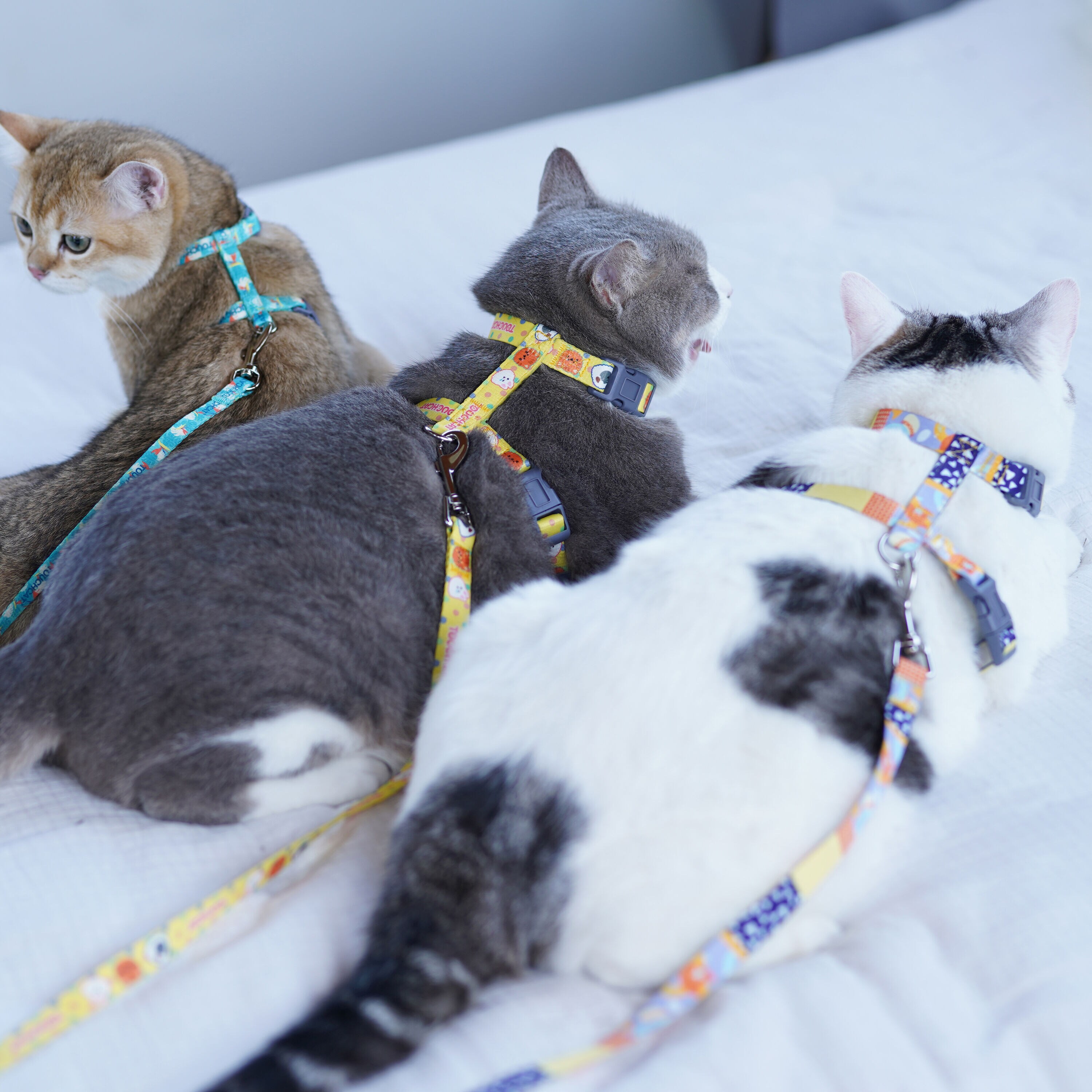 Touchcat CTHA2YLMD Dog-Collars-Harnesses - View #5