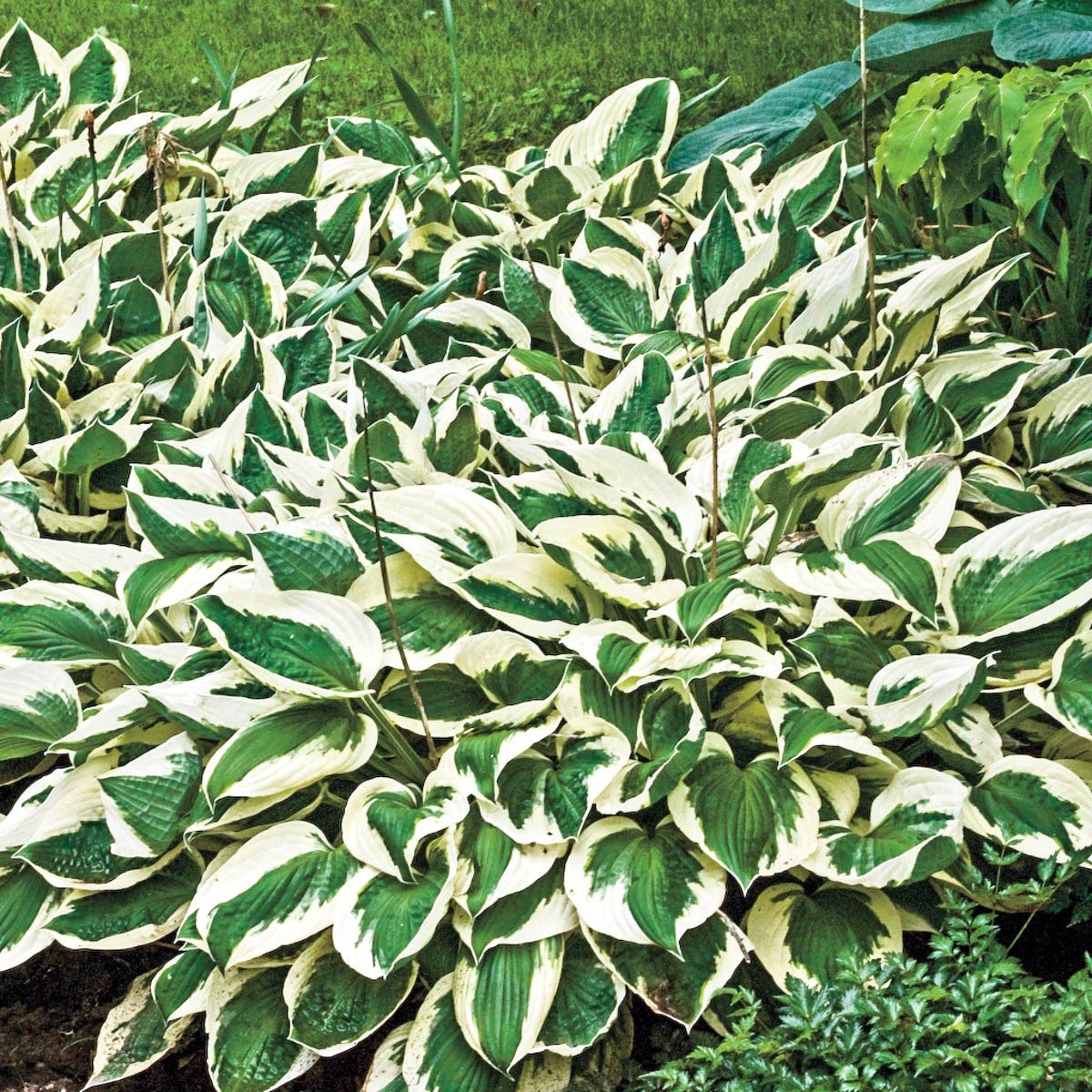 Breck's 89507 perennials - View #3