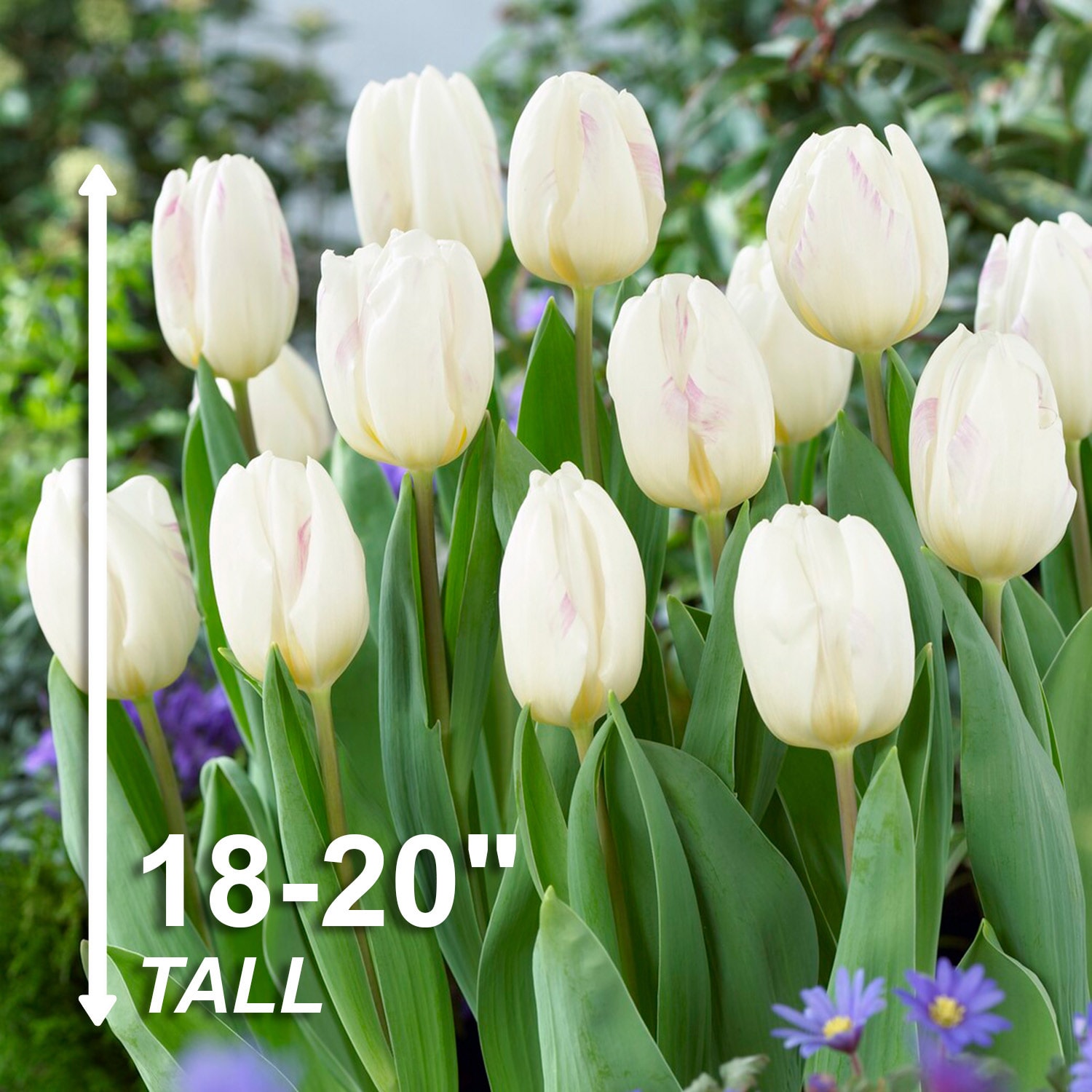 Garden State Bulb ECF-126-100-04 Plant-Bulbs - View #3