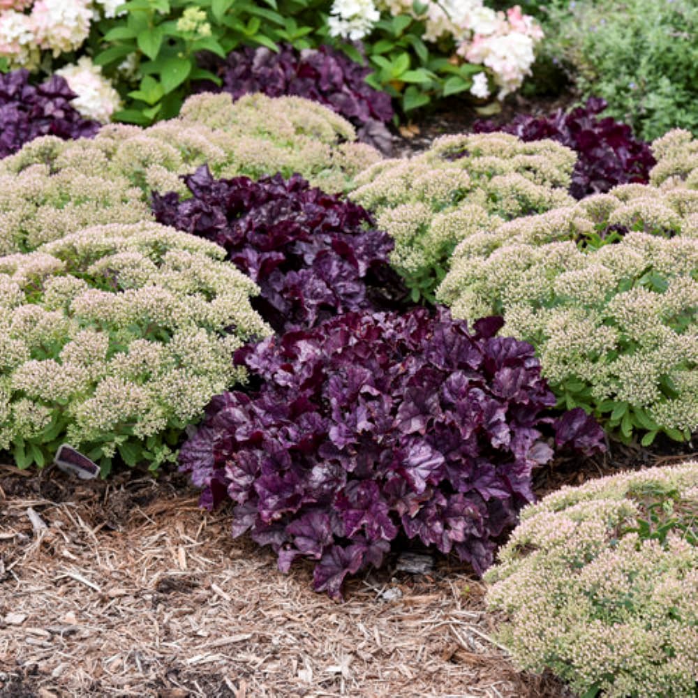 Monrovia NURSERY perennials - View #4