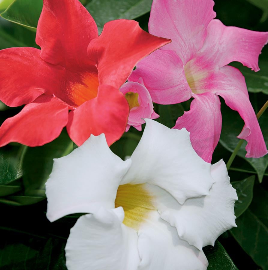 Lowe's NURSERY Mandevilla L10440