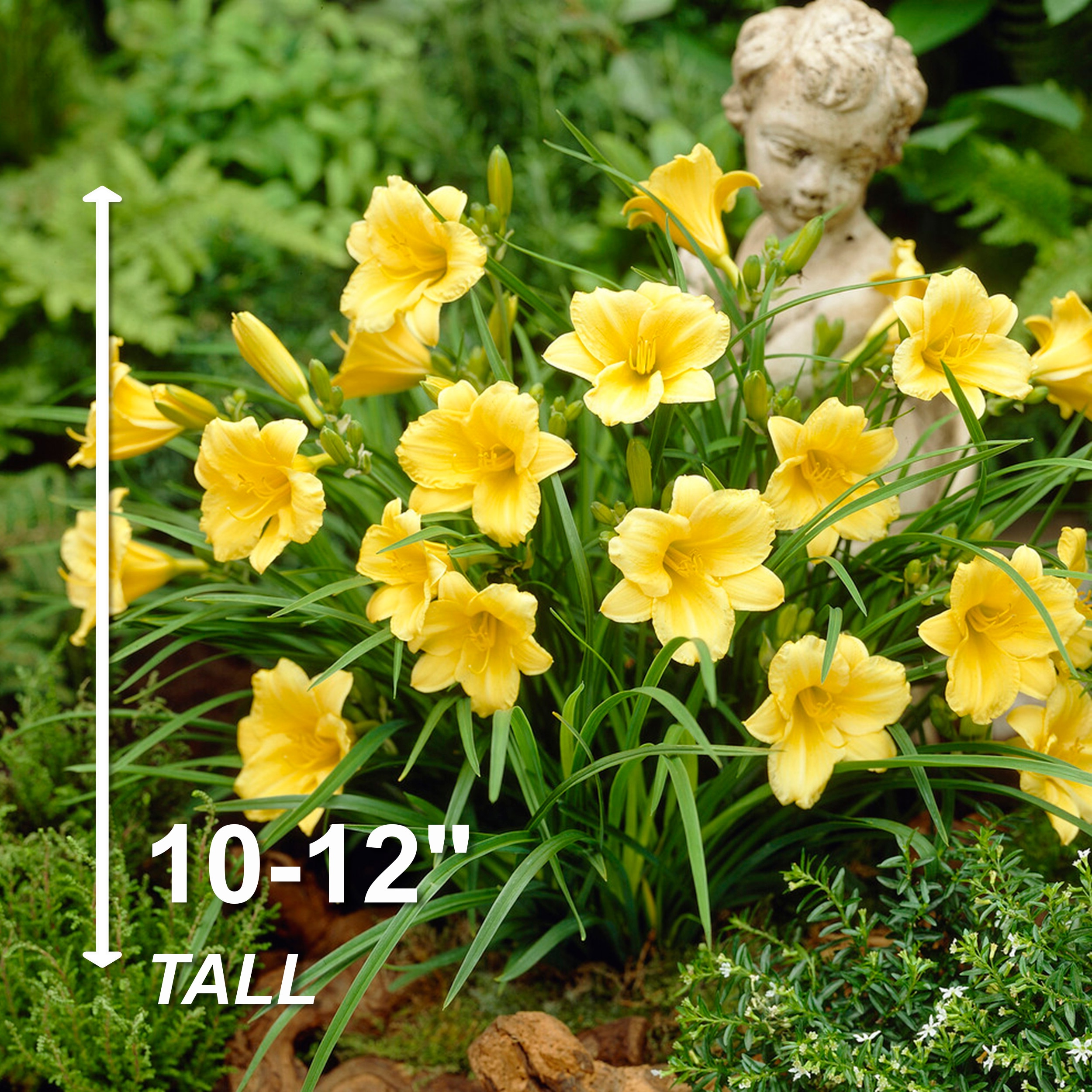Garden State Bulb ECS-62-10-01 Plant-Bulbs - View #8