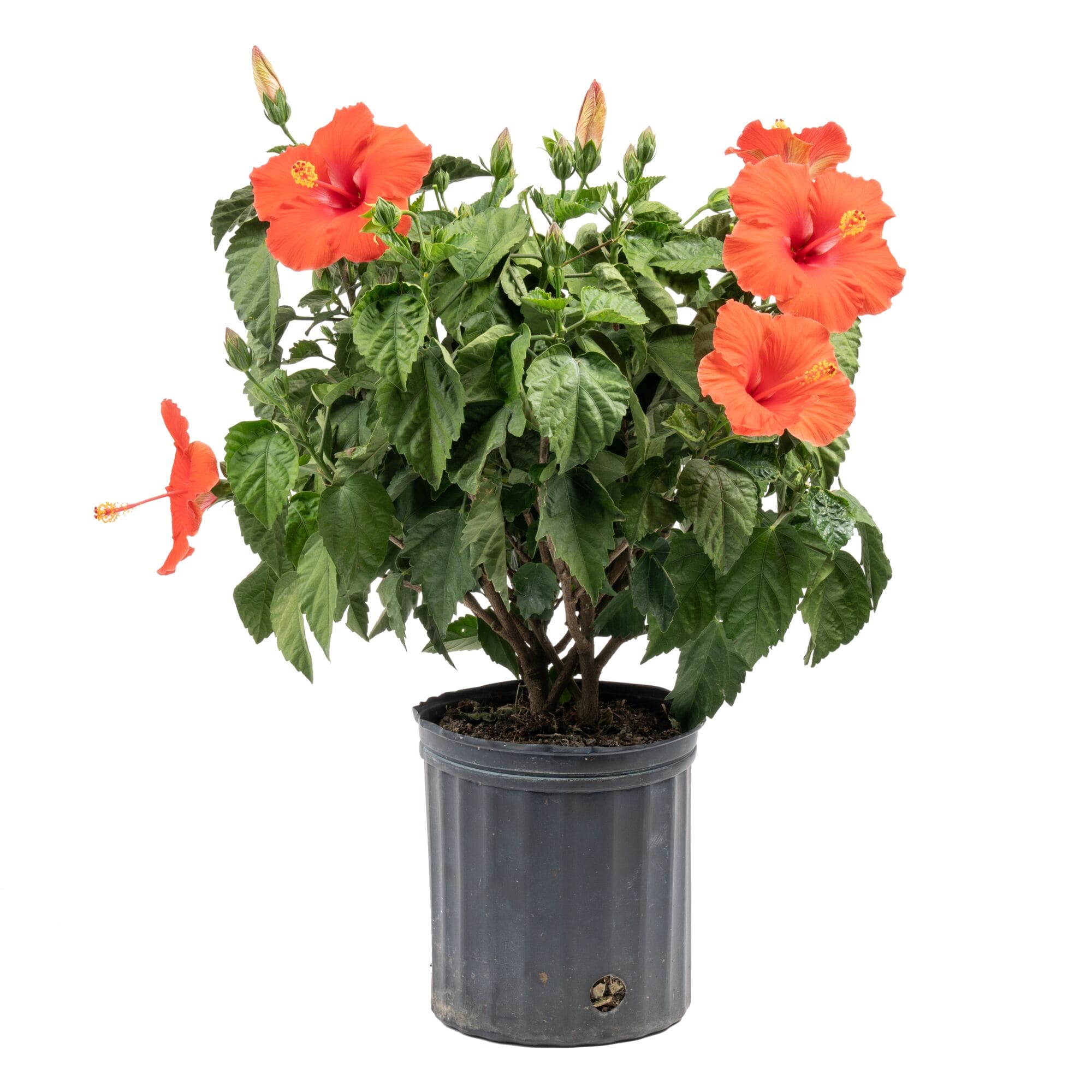 Costa Farms L-HBG-G-POT-01-LW Hibiscus Flowering Shrub in 2 -Gallon Pot 1 -Pack