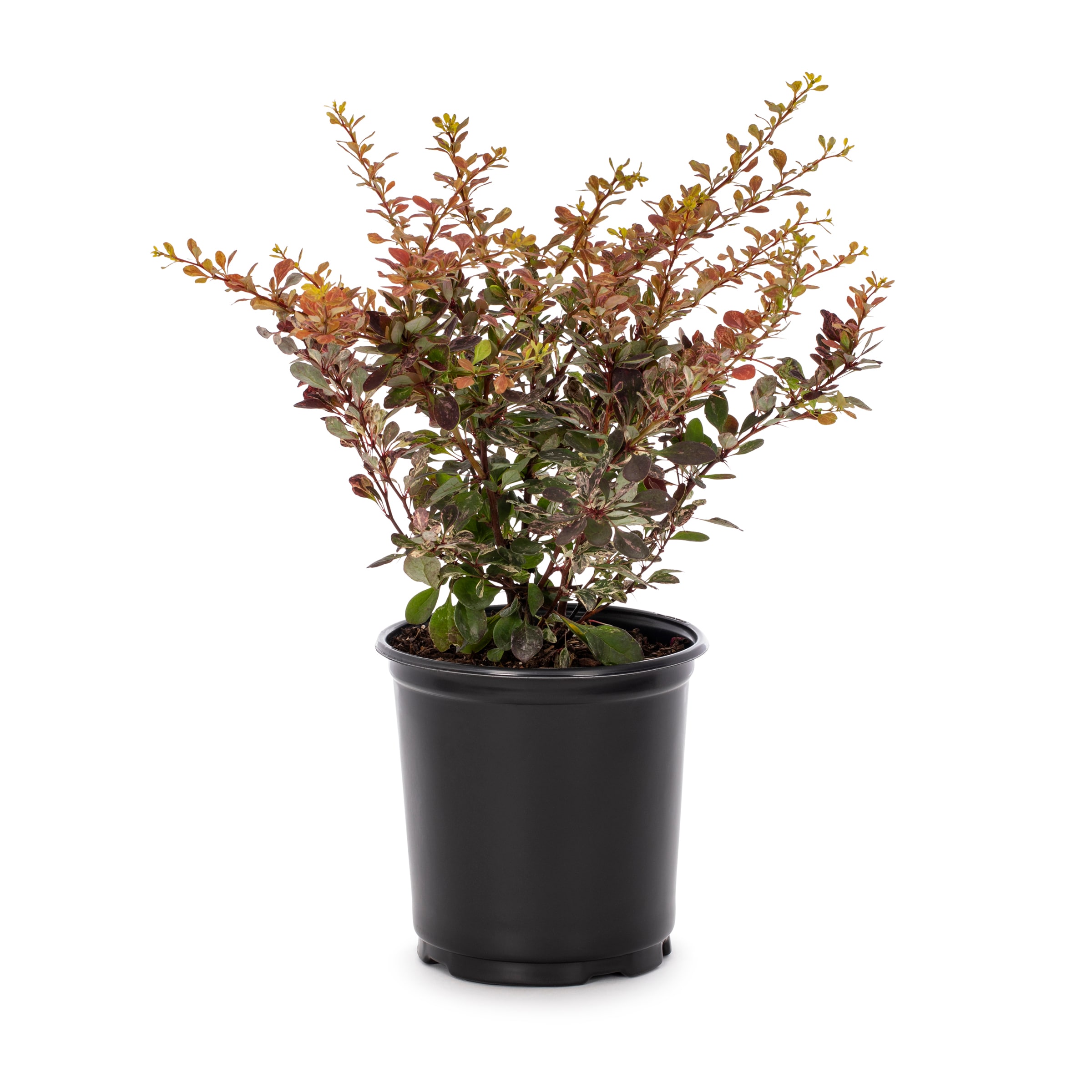 Lowe's White Crimson Pygmy Barberry Accent Shrub in 2-Gallon Pot in the ...