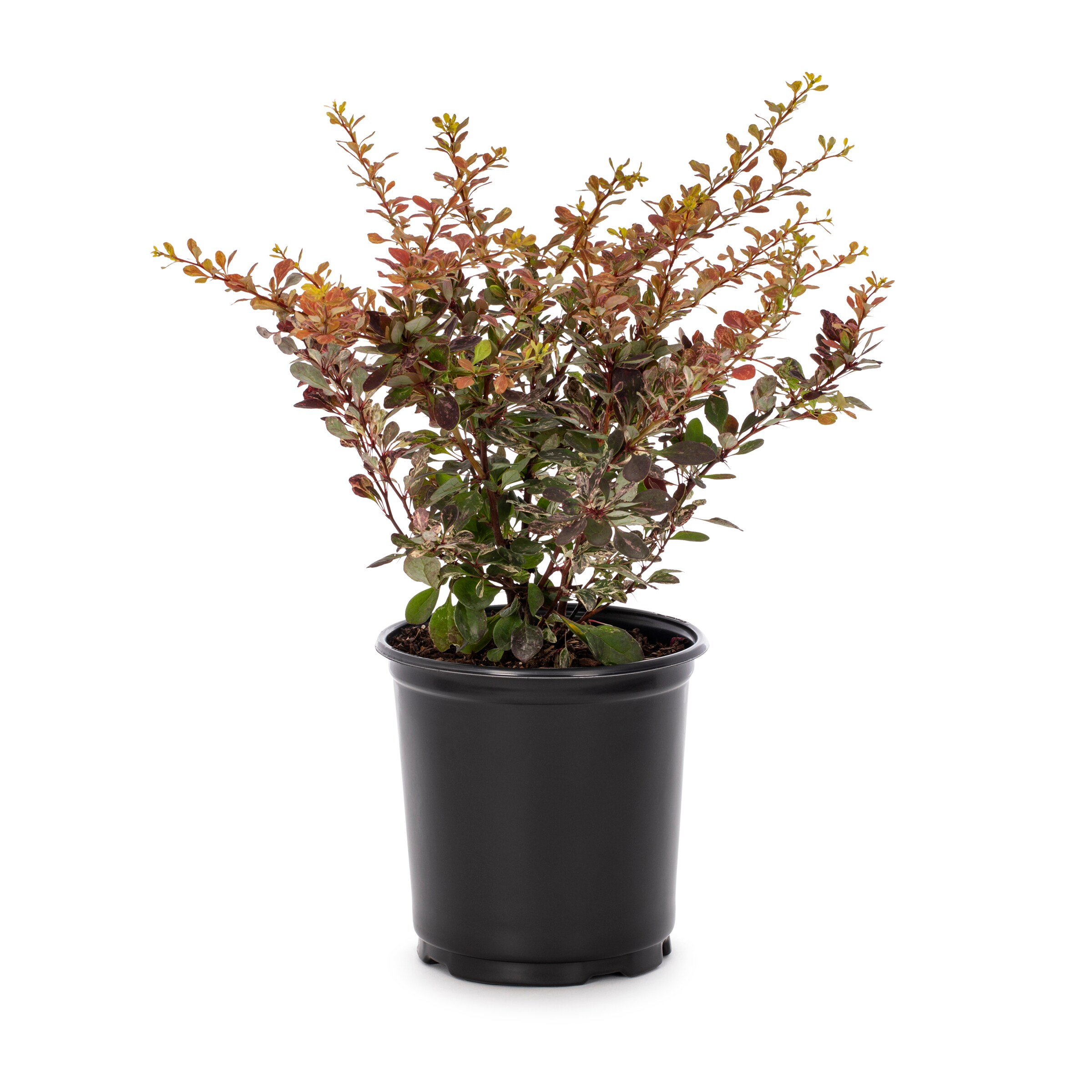 Lowe's Dwarf Burning Bush Foundation/Hedge Shrub in 2.5-Quart Pot