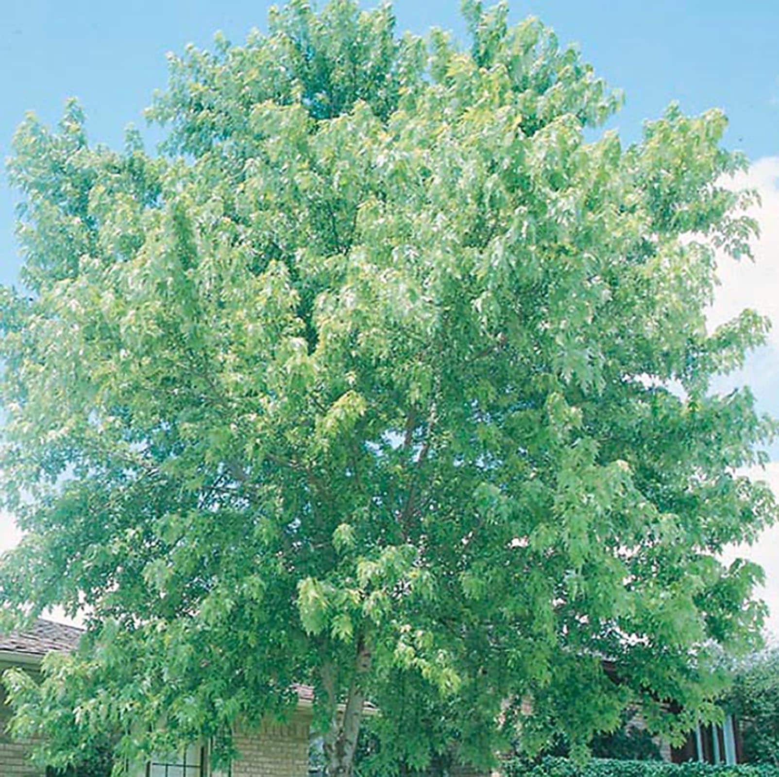 Lowe's NURSERY 5.5-Gallons Shade Silver Maple In Pot (With Soil)