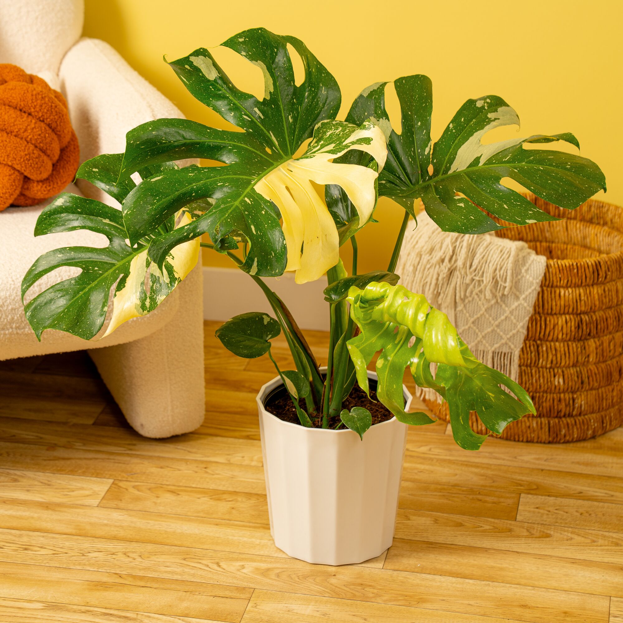 Costa Farms Trending Tropicals Monstera Thai House plant in 10 Inch(es) Pot 1 -Pack one_size | L-TCM-S-FVL-01-LW