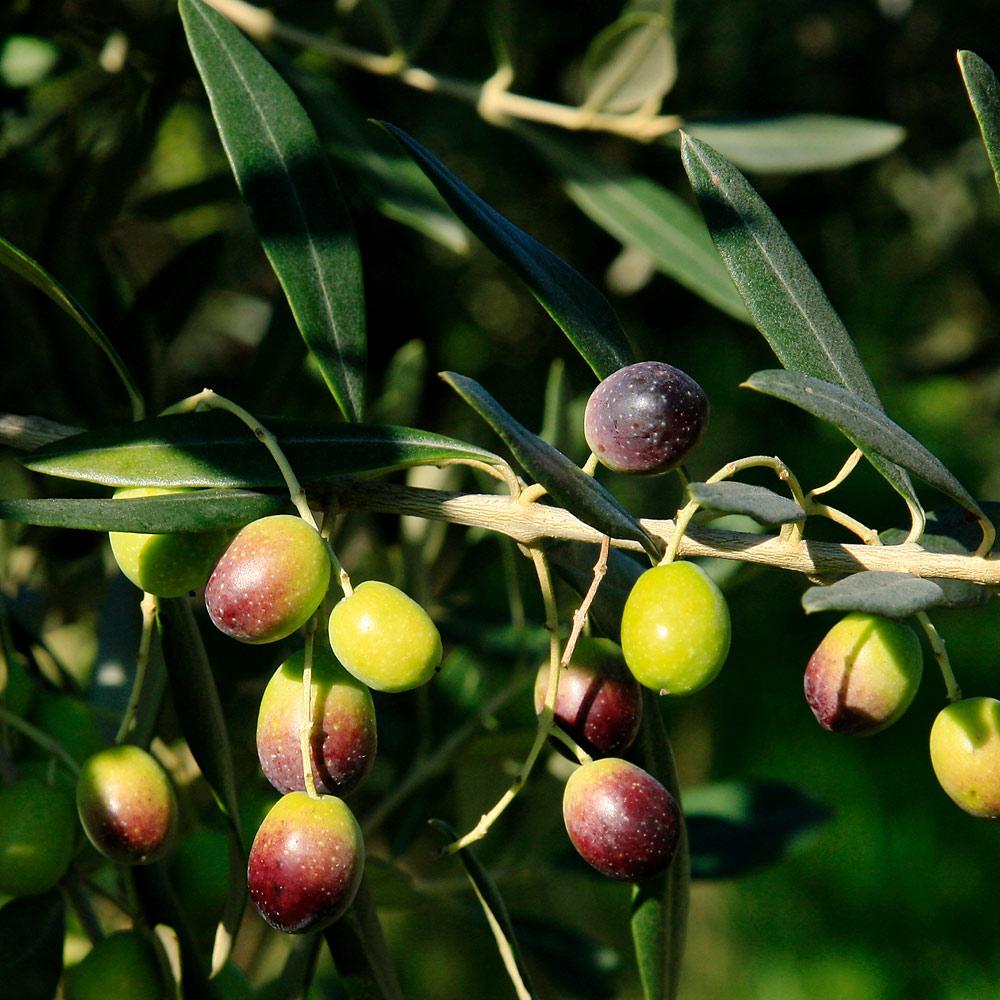 Brighter Blooms 12403 Fruit-Plants - View #3