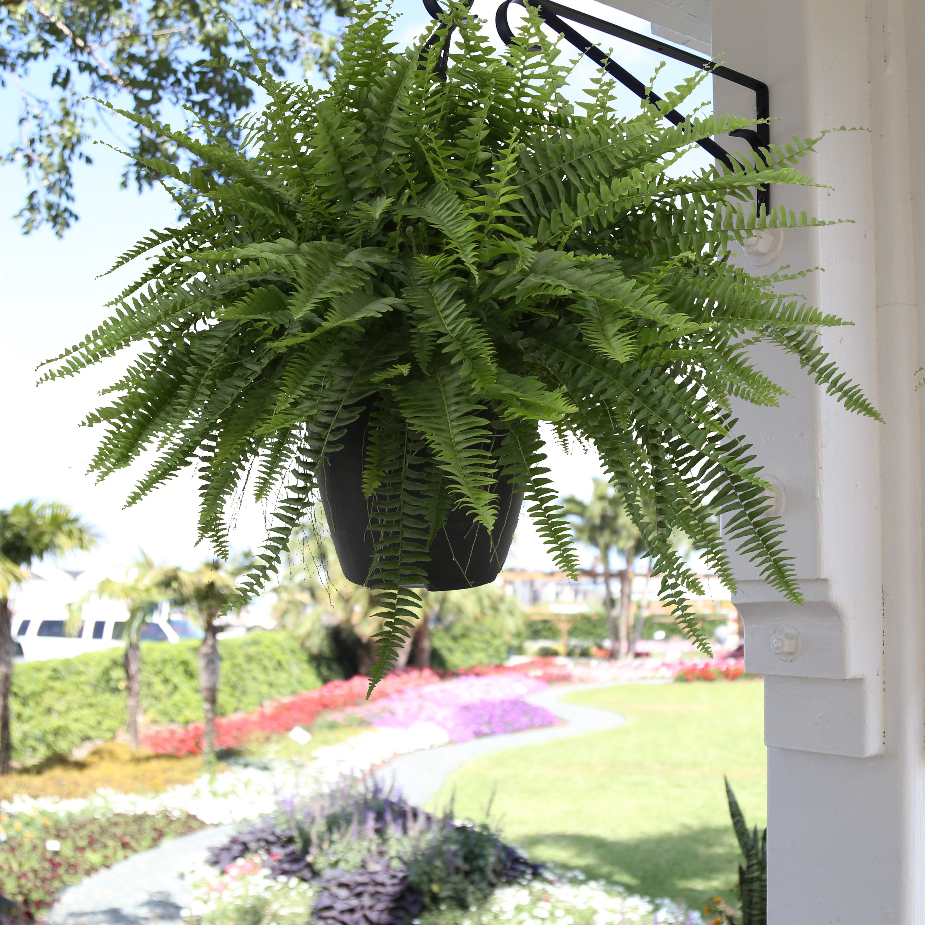 Costa Farms 2-Pack Boston Fern in 10-in Hanging Basket in the Tropical ...