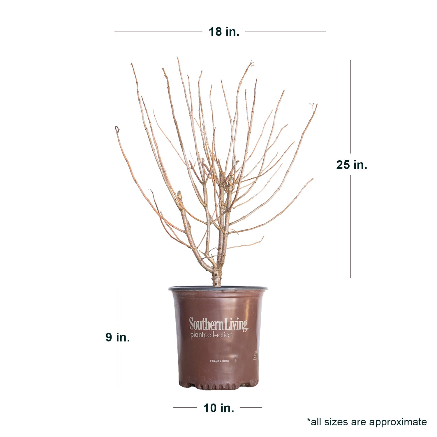 Southern Living Plant Collection 25242-1 shrubs - View #5