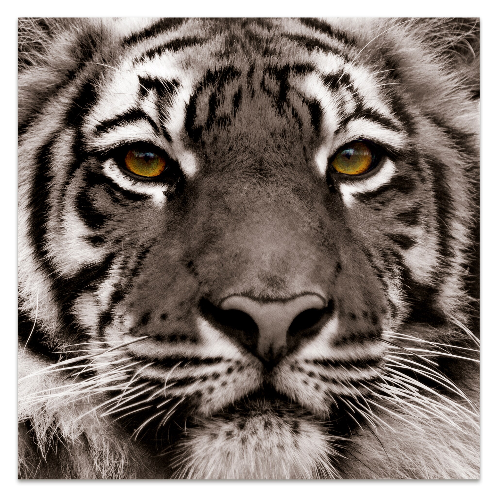 Ceramic Round Dinner Plate Portrait Of Bengal Tiger 1