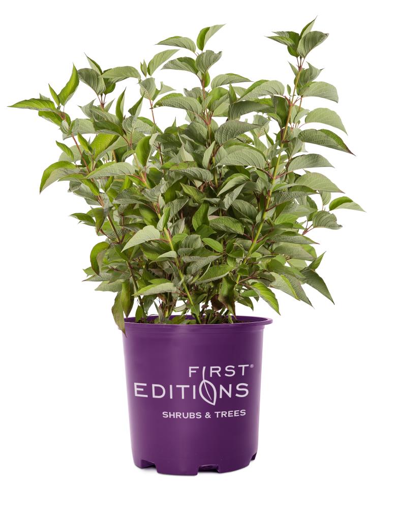 Firedance Dogwood Shrubs at Lowes.com