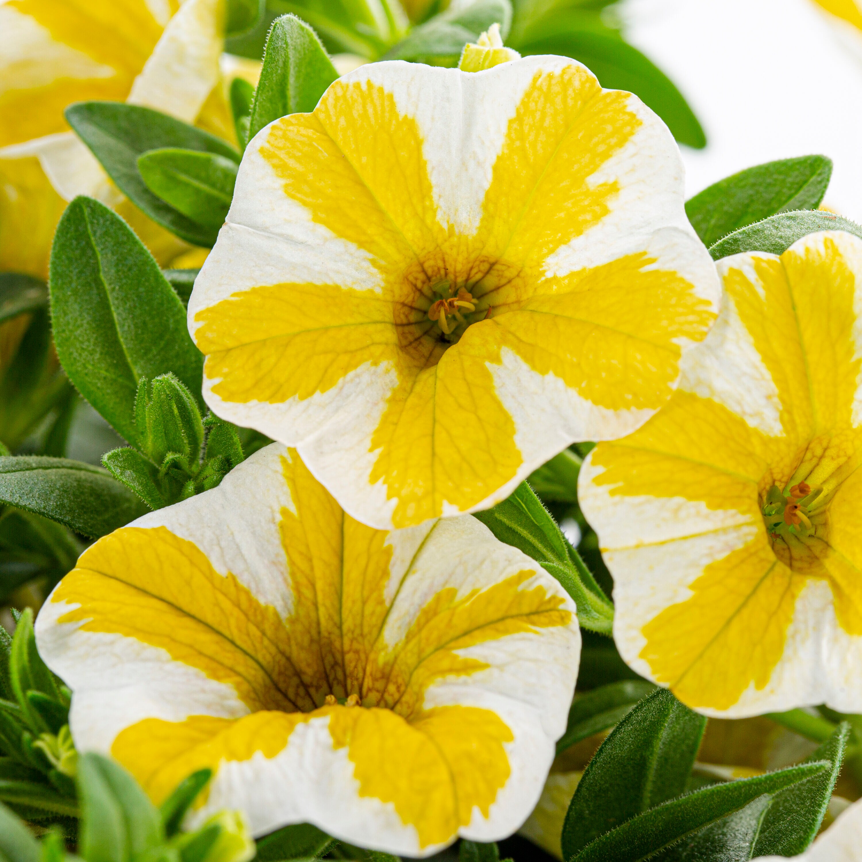 Proven Winners 4790 annuals - View #3