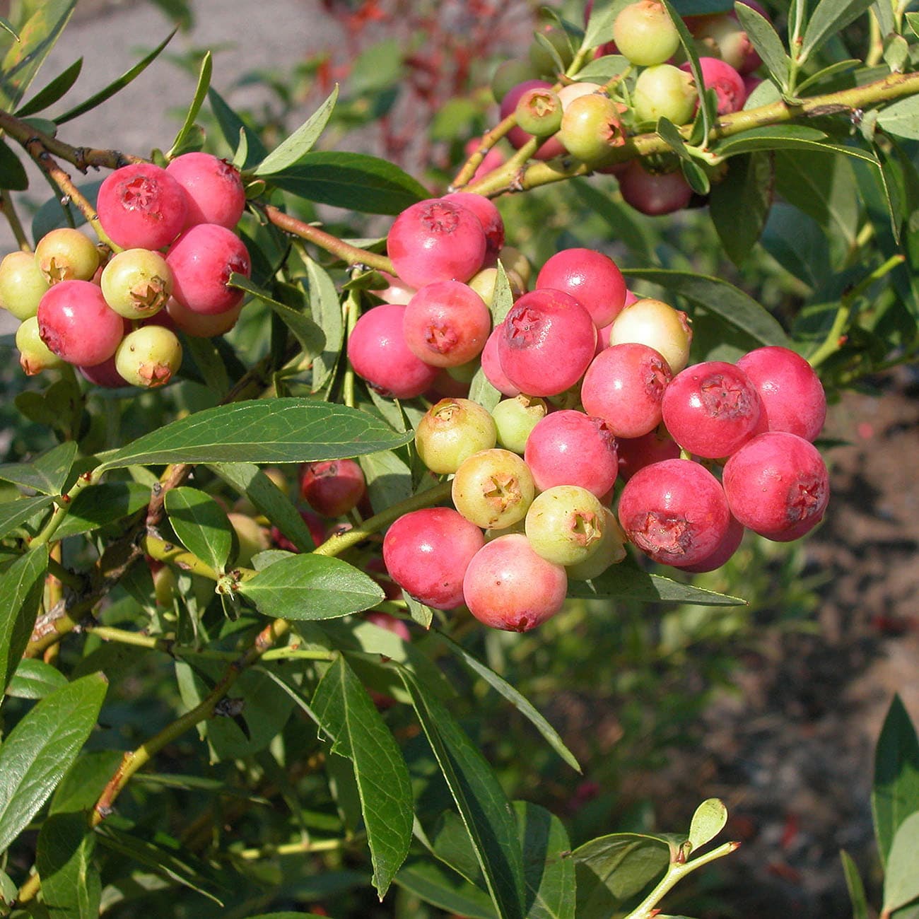 Van Zyverden White Blueberry Pink Lemonade Bulbs 84551 at