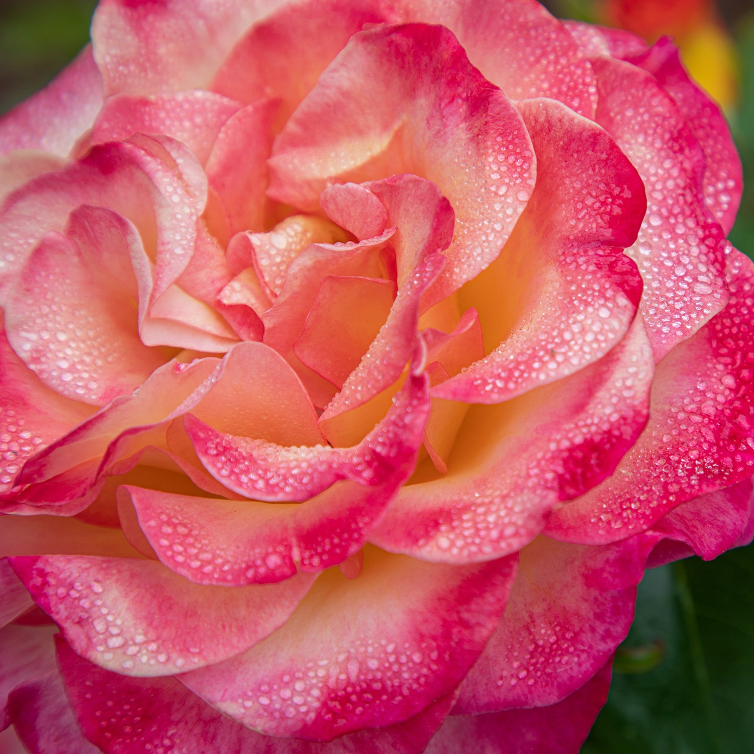 Altman Plants 0872518 roses - View #3