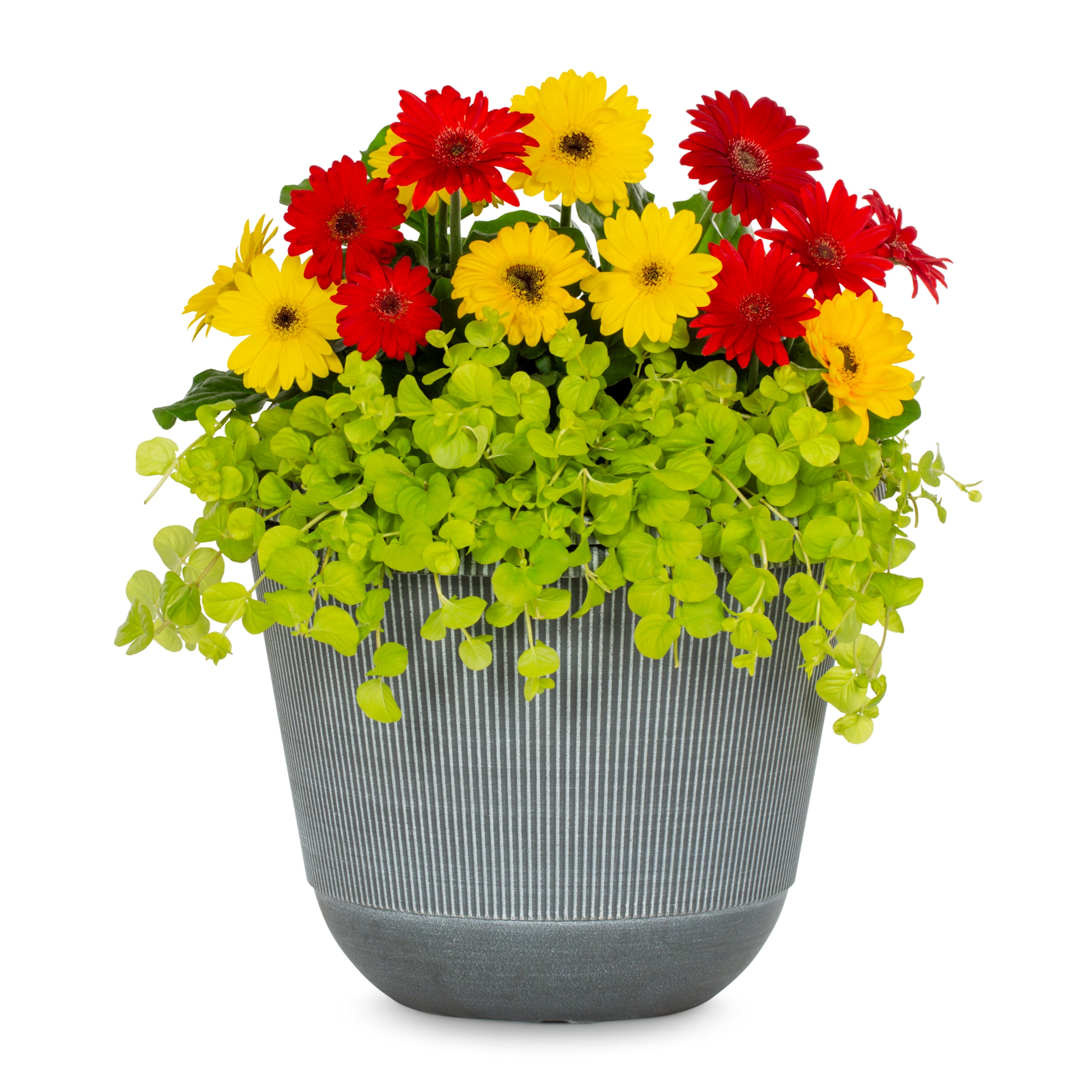 Lowe's 1-6431 Multicolor Mixed Annuals in 2.5-Gallon Pot