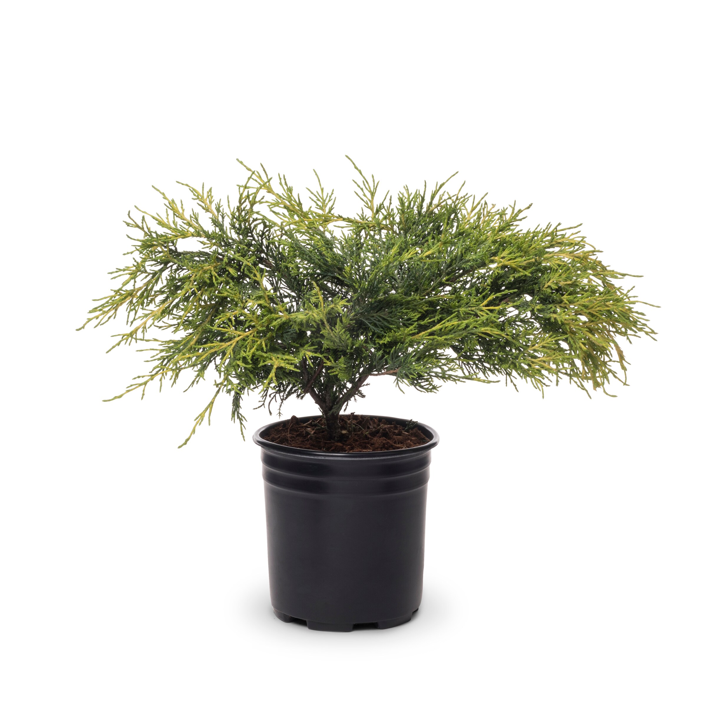 Lowe's Juniper Shrubs at Lowes.com