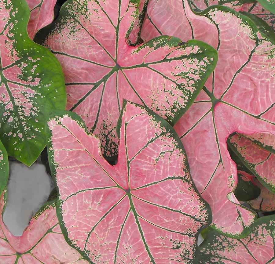 Monrovia NURSERY Multicolor Pink Splash Caladium in 1 Gallon(s) Pot