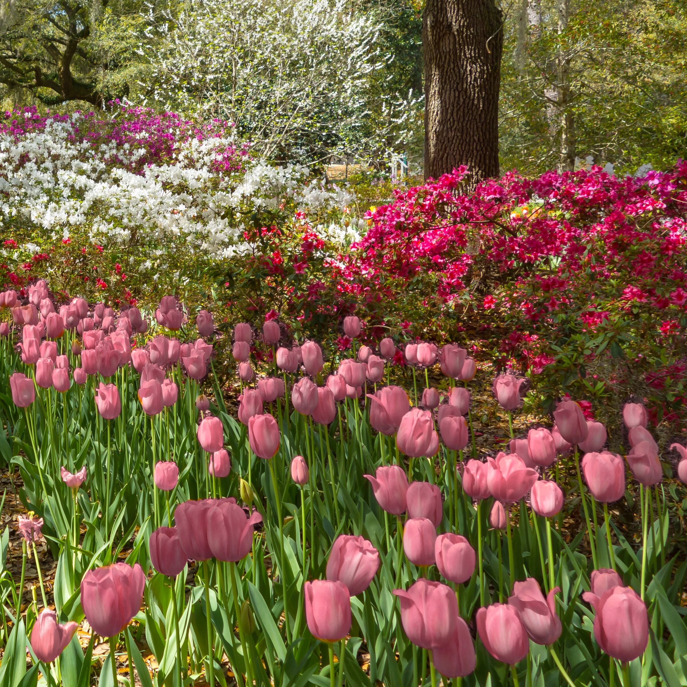 National Plant Network LW3150B Plant-Bulbs - View #6