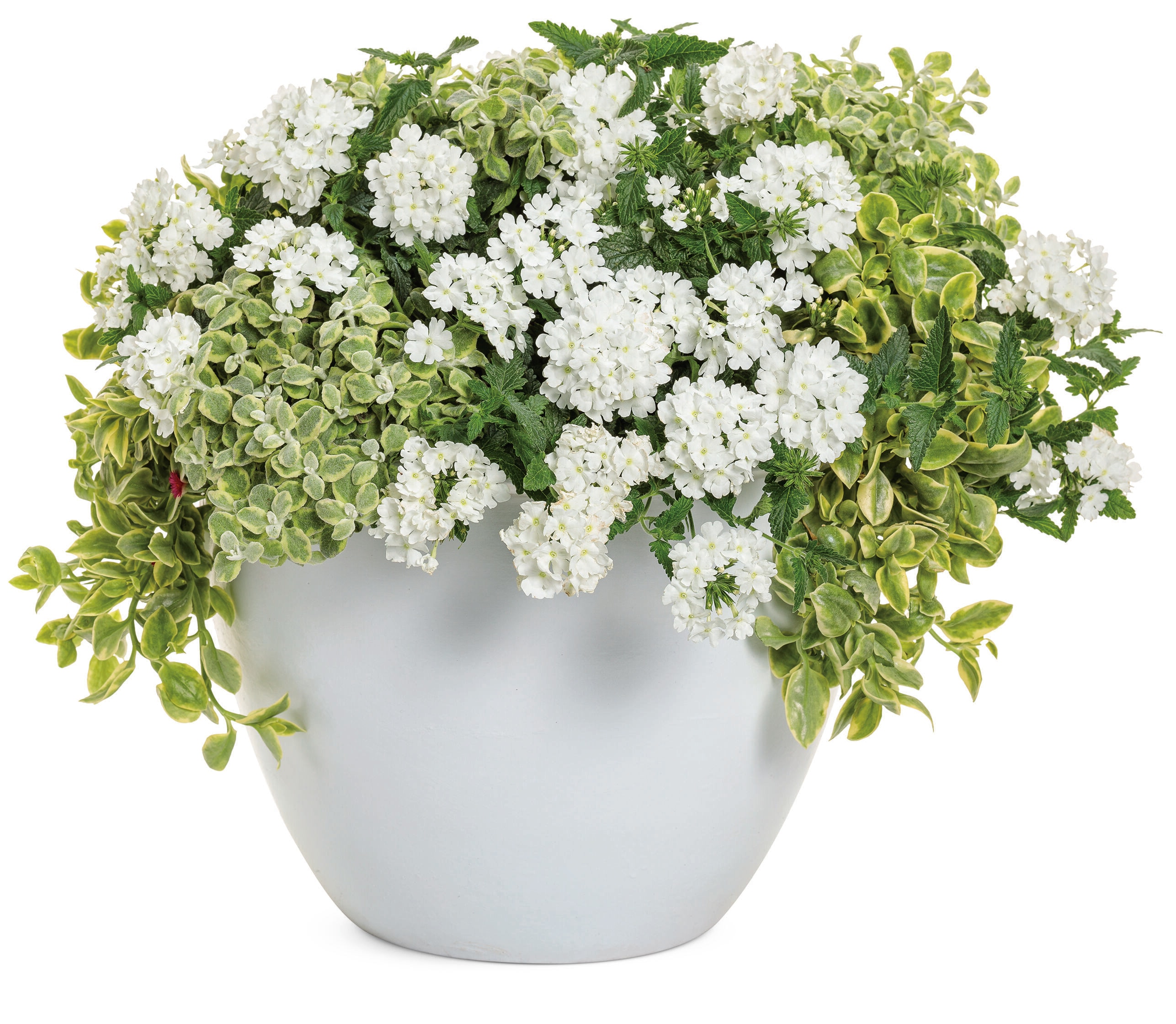 Proven Winners HELPRW1017504 annuals - View #4