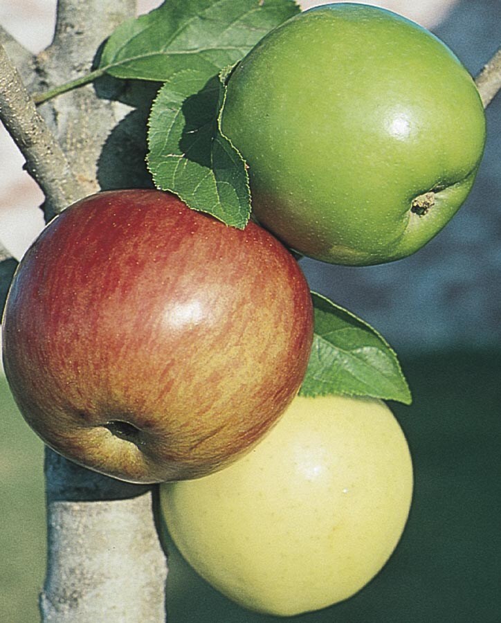  NURSERY 3-n-1 Apple Tree