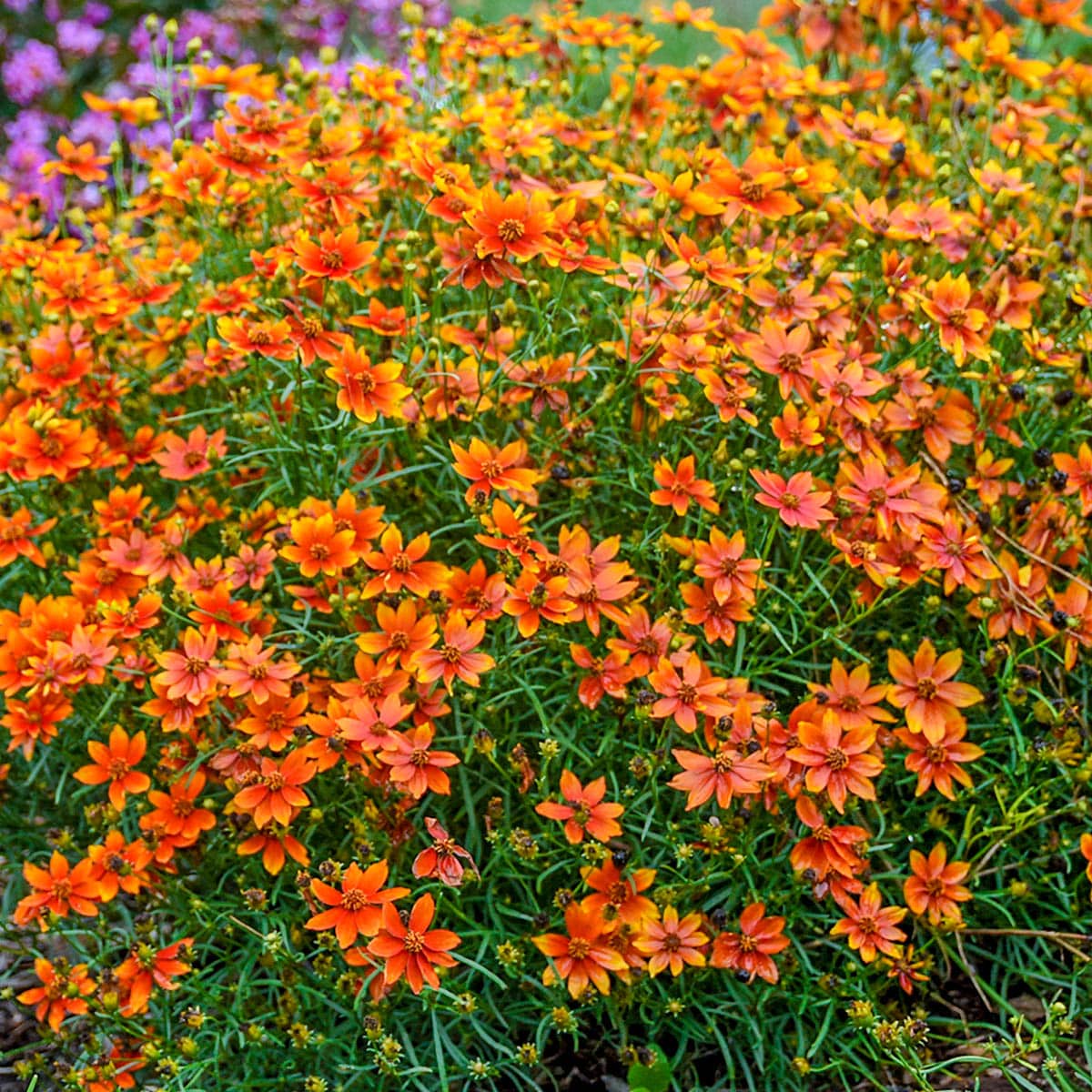 Breck's 83317 perennials - View #2