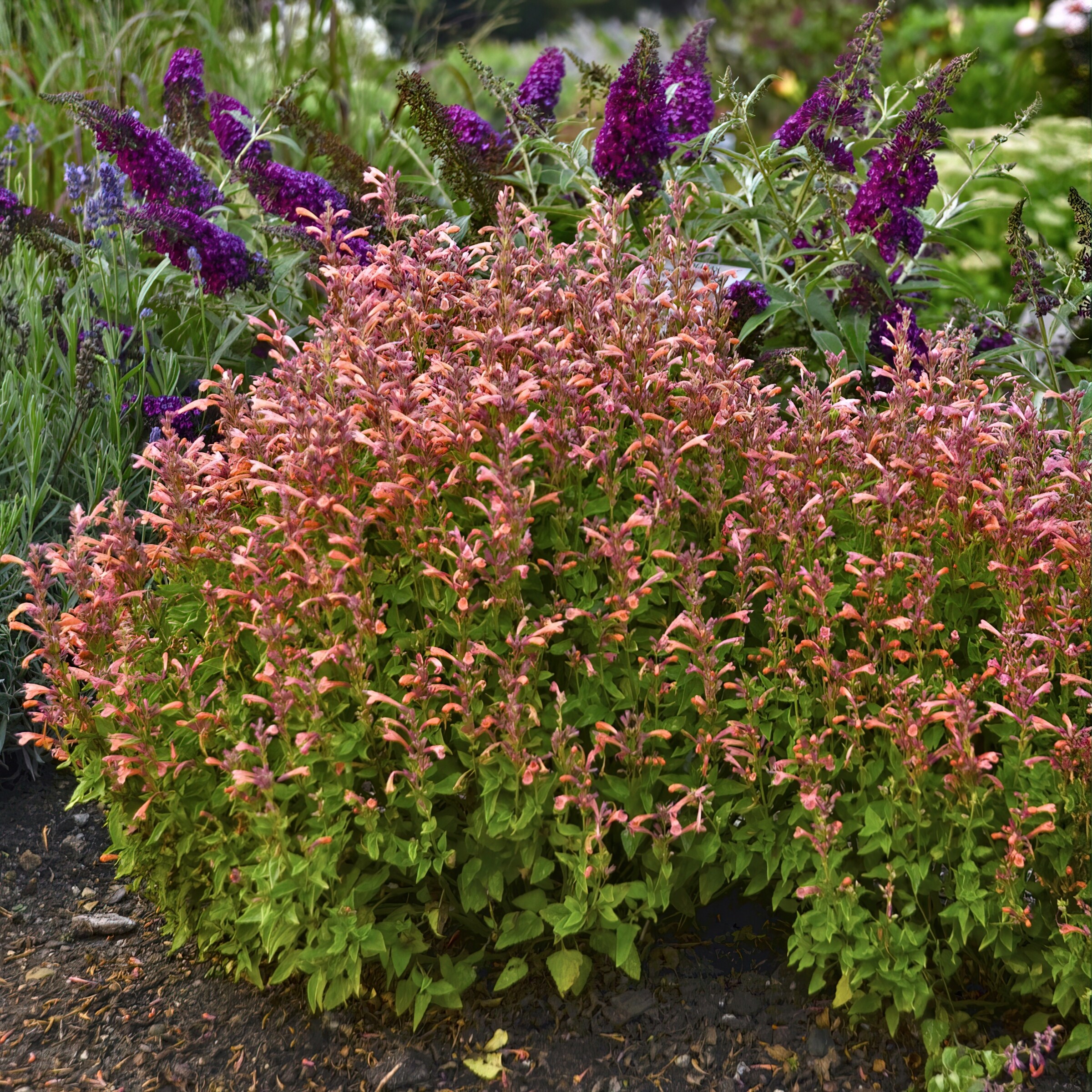 National Plant Network LW1778 perennials - View #3