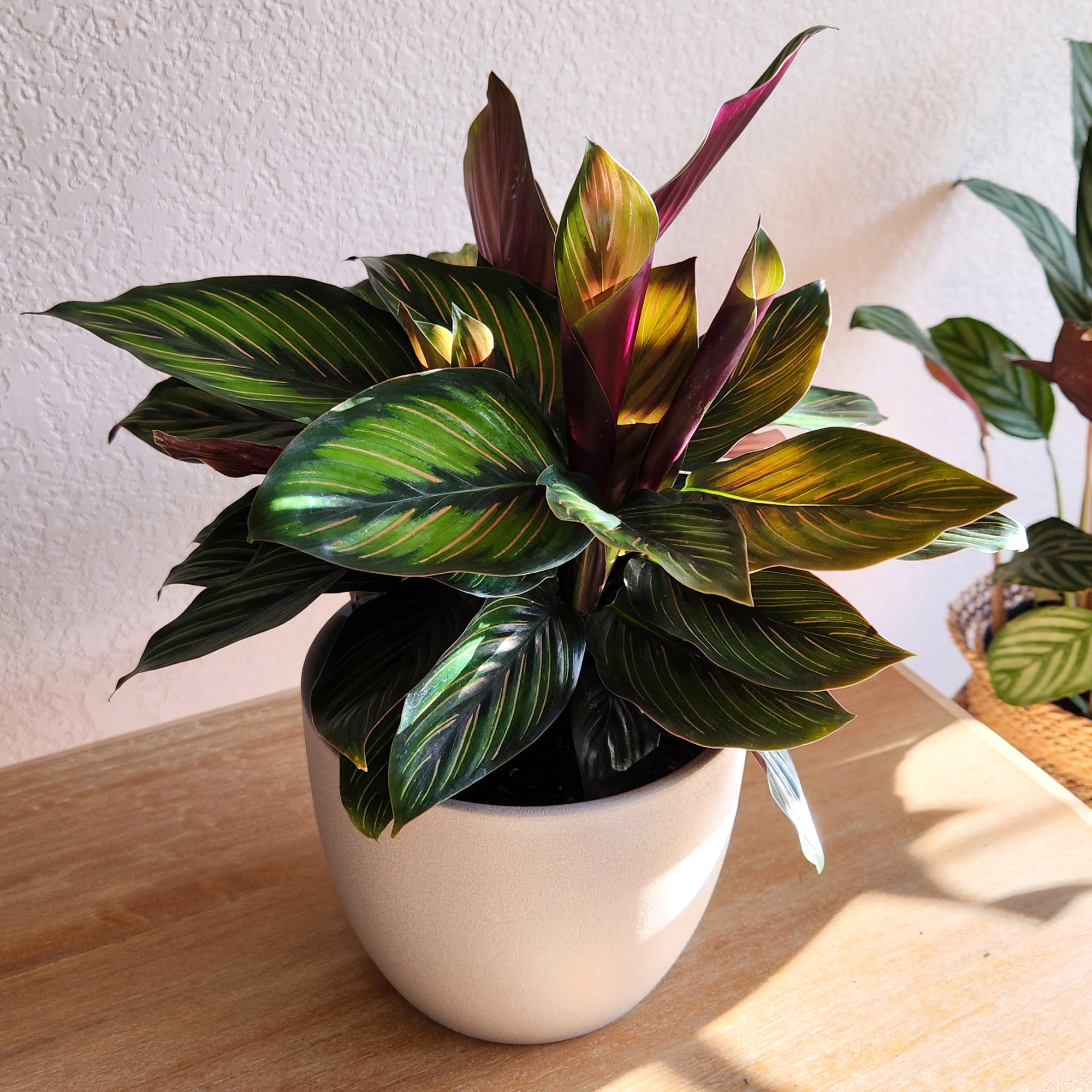Calathea Ornata Pinstripe Plant in Black Plastic Pot