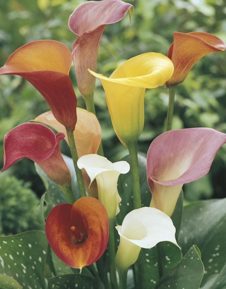 Lowe's 388683 Multicolor Calla Lily (Mixed) Plant in 1.4 -Quart Pot