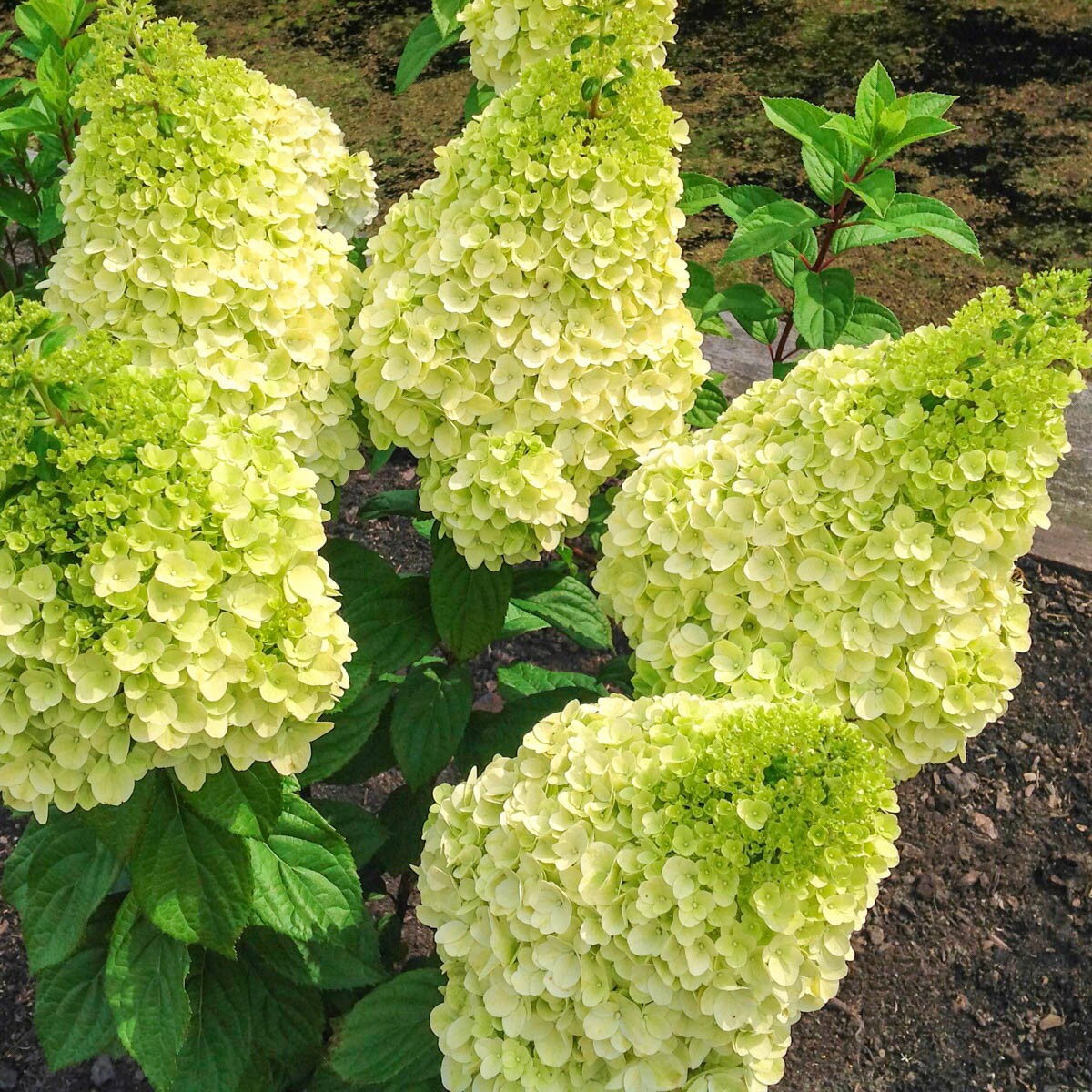 Spring Hill Nurseries 93292 shrubs - View #2