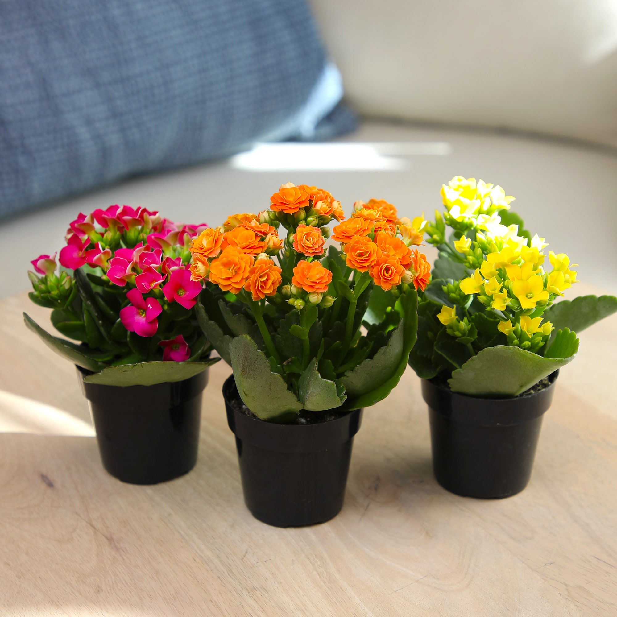 Altman Plants 3-Pack Kalanchoe in 2.5-in Pot in the Succulents ...