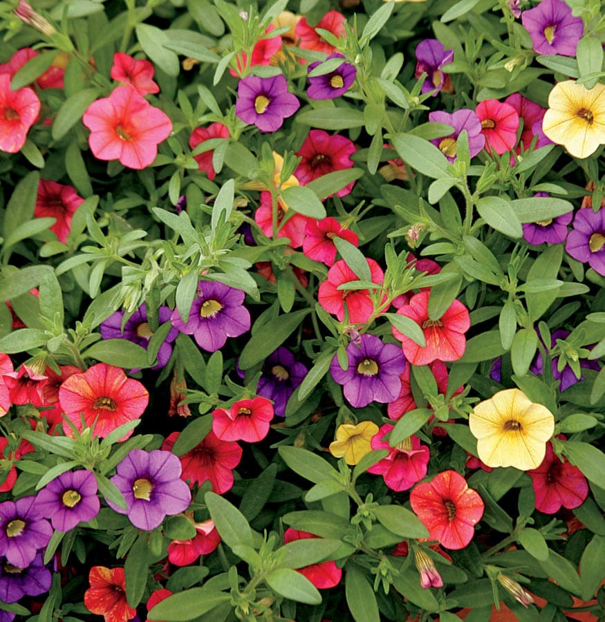  NURSERY Multicolor Calibrachoa in 1-Gallon Planter