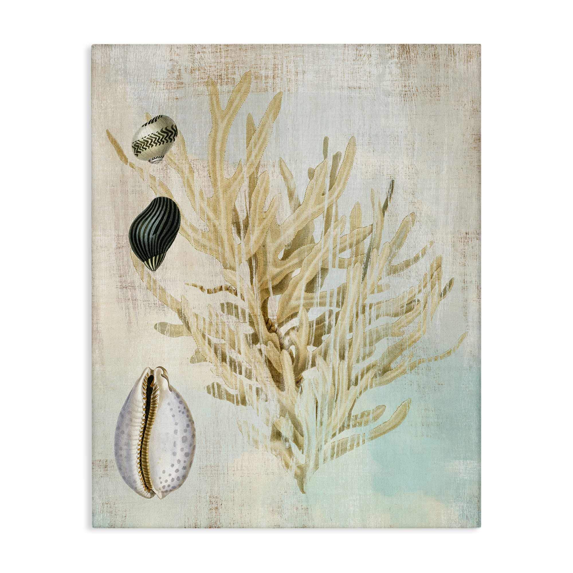 Stupell Industries BT-993-CN-30X40 Coral Branch and Cowrie Shells Canvas Wall Art By Susan Arnot 30 x 40