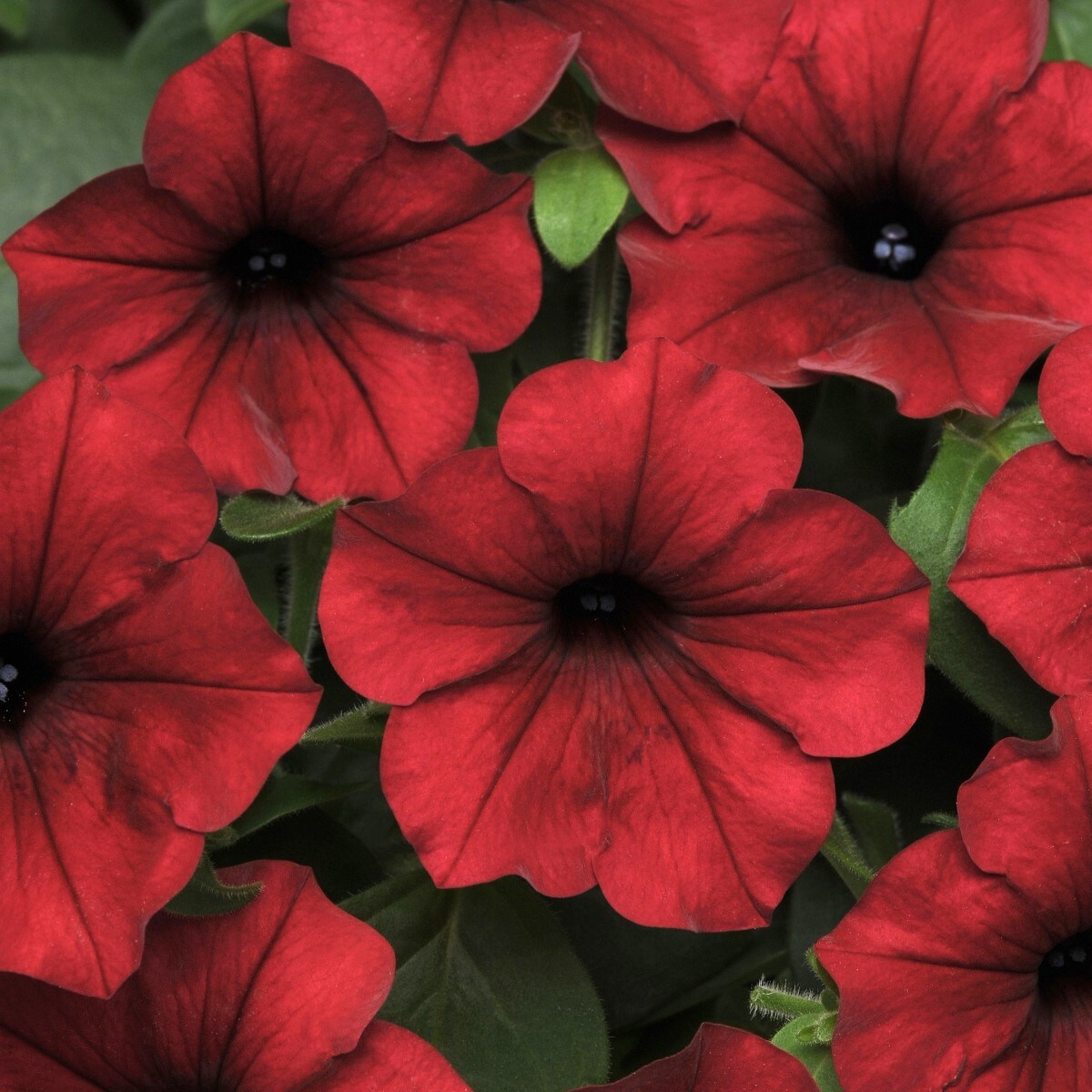 Lowe's 3QTPETBWV annuals - View #3