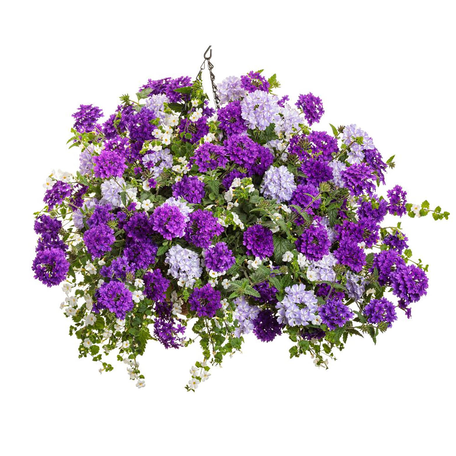 Proven Winners BENPRW2057504 annuals - View #5
