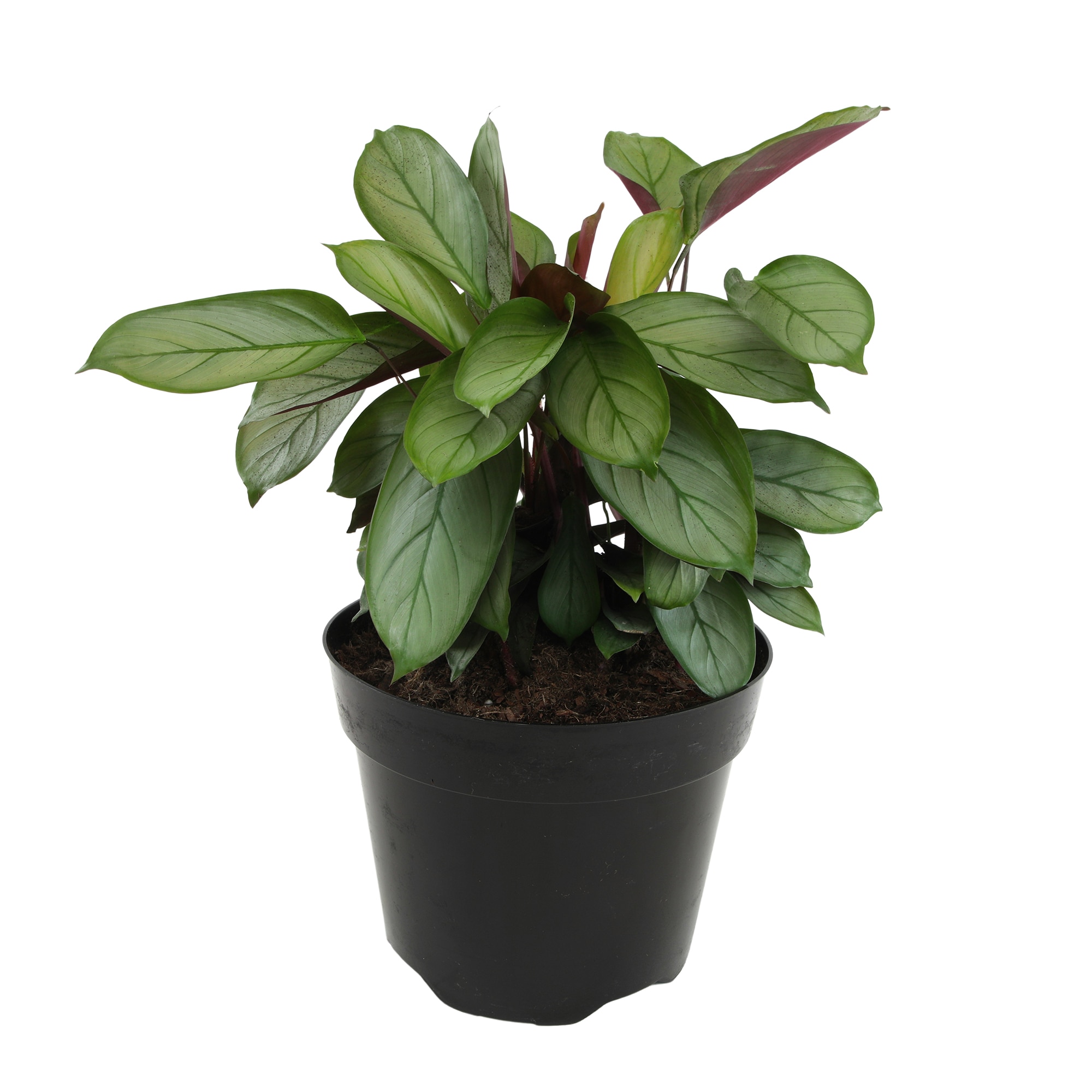 Altman Plants 0873099 White Grey Star Prayer Plant House plant in 8 Inch(es) Planter 1 -Pack