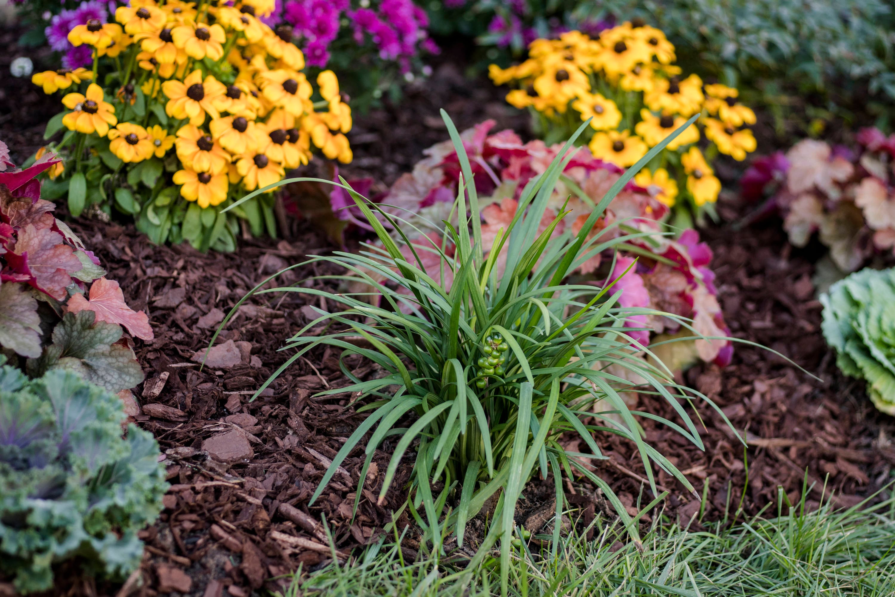 Lowe's NURSERY perennials - View #4