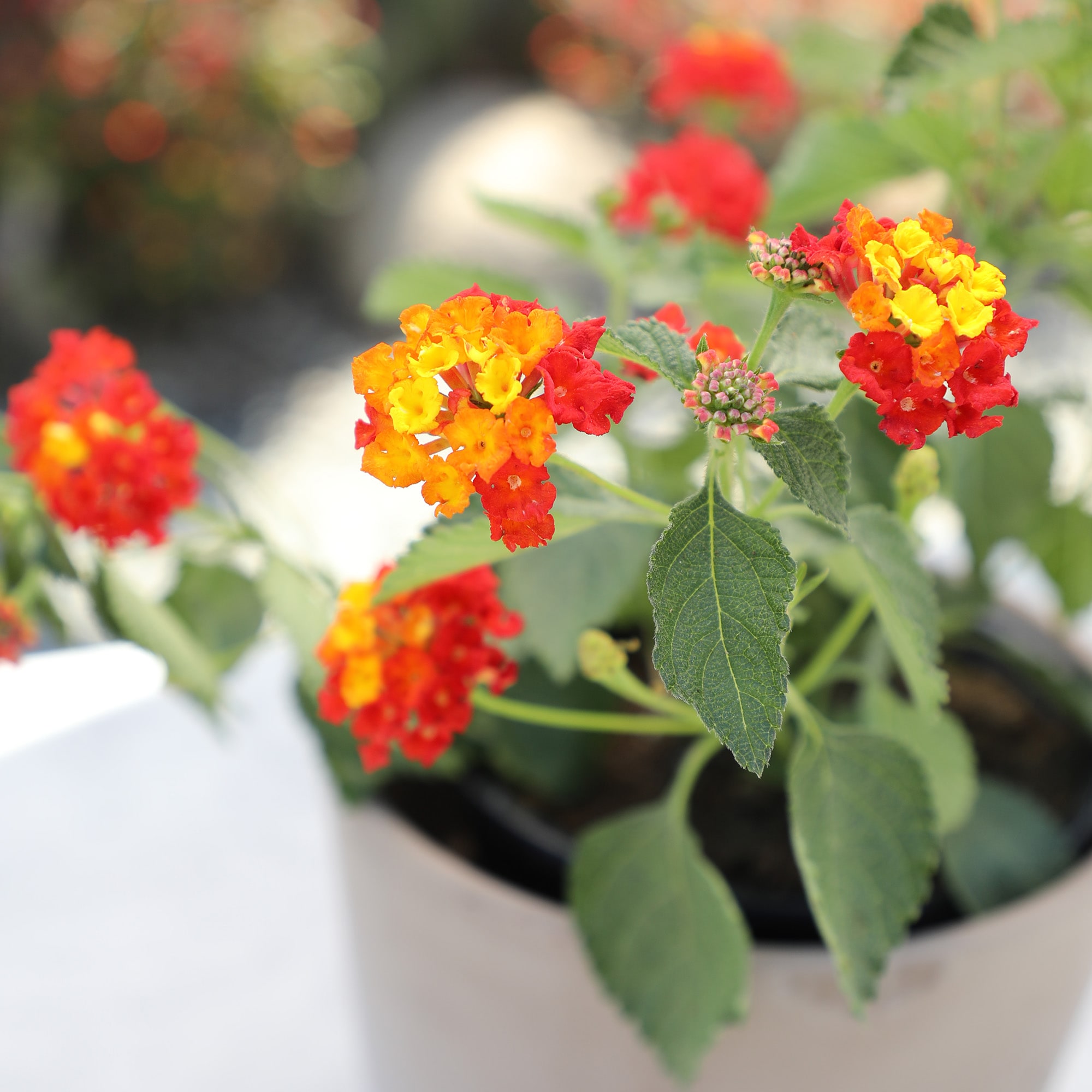 Altman Plants 0881266 annuals - View #2