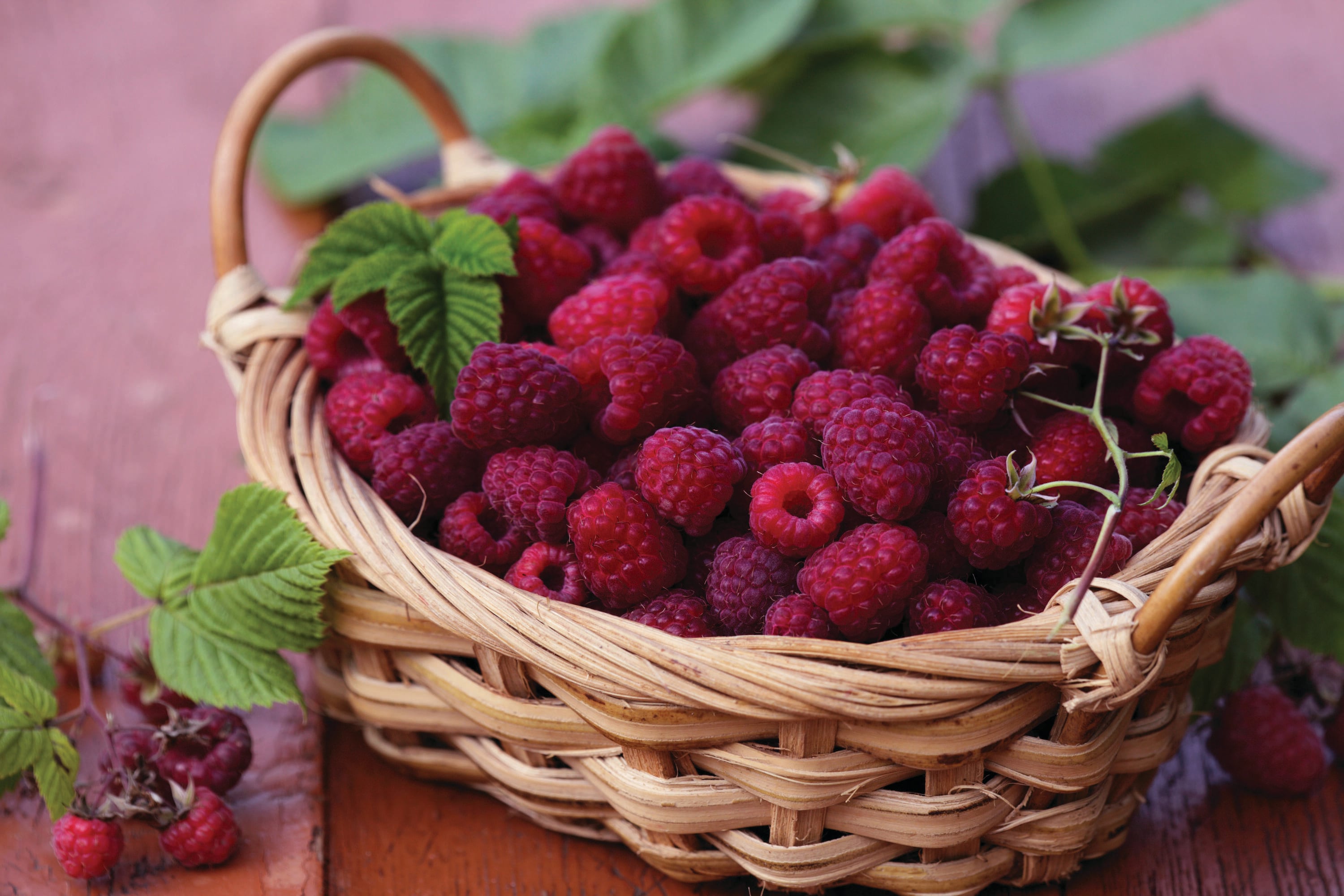 Garden State Bulb 07996 RASPBERRY BRANDYWINE 1-PK PBS