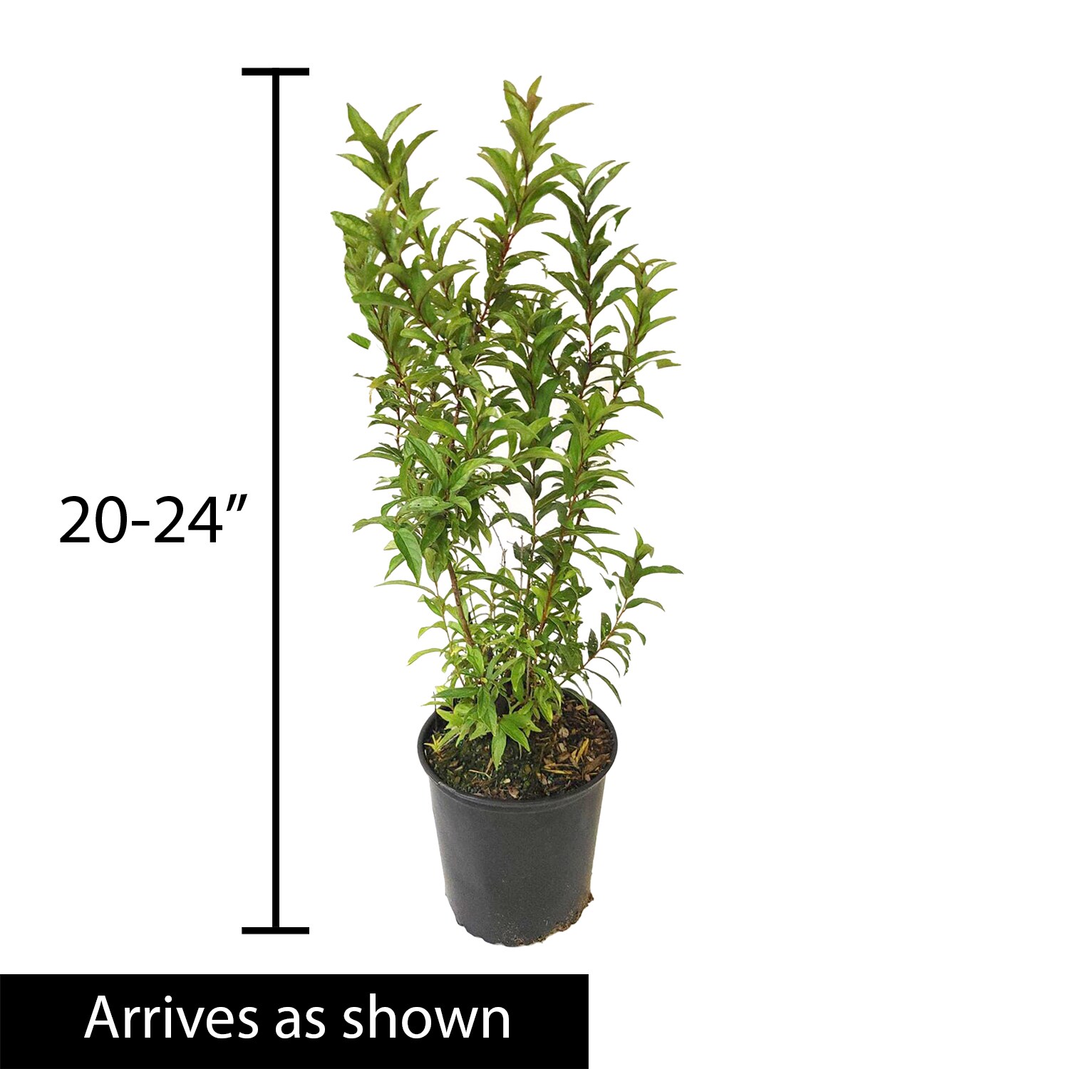 Spring Hill Nurseries 88691 shrubs - View #4