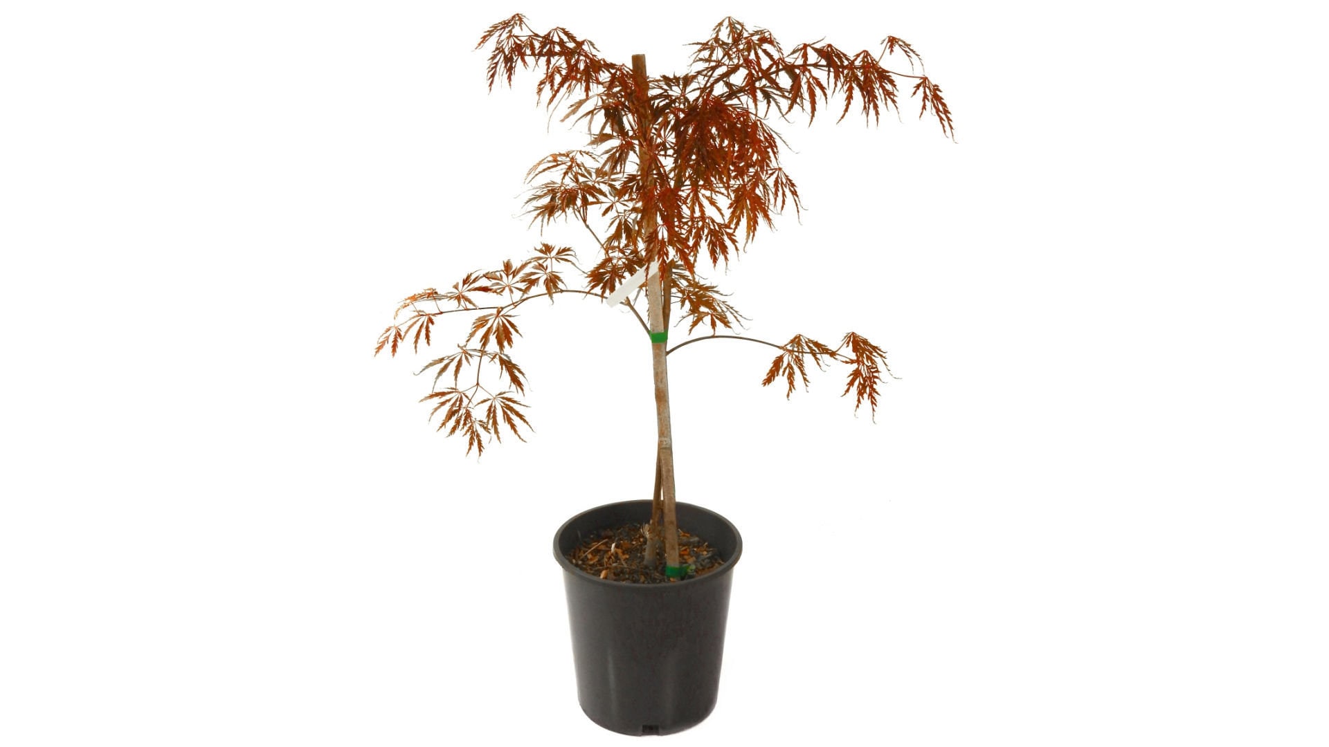 National Plant Network LW1661 1 Count Red Shade Japanese Maple Emperor In pot (with soil)