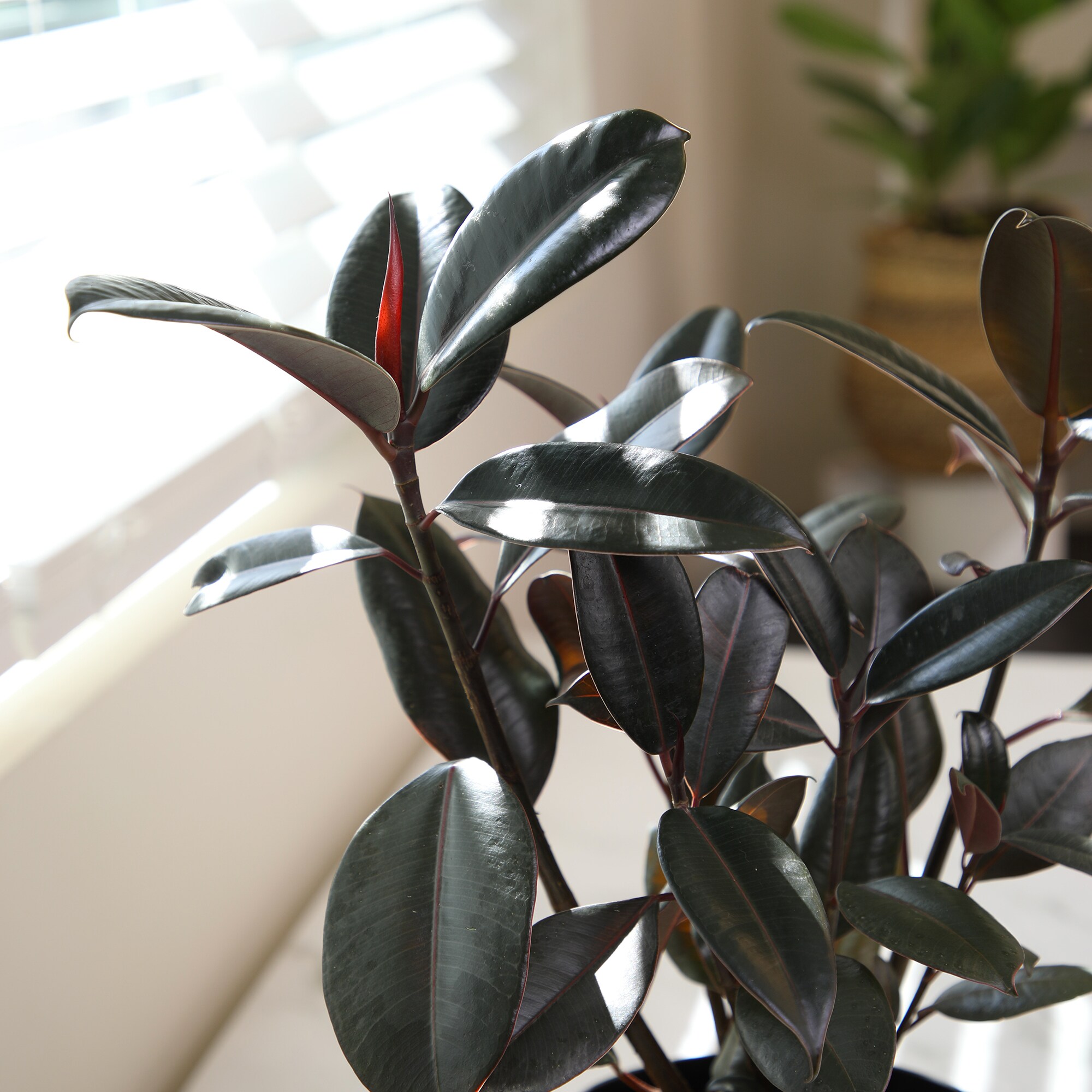 Burgundy Ficus Rubber Tree in Black Plastic Planter