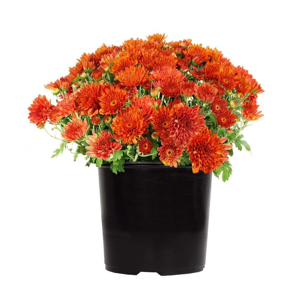 Altman Plants 0881132 Orange Mum in 2.5-Quart Pot