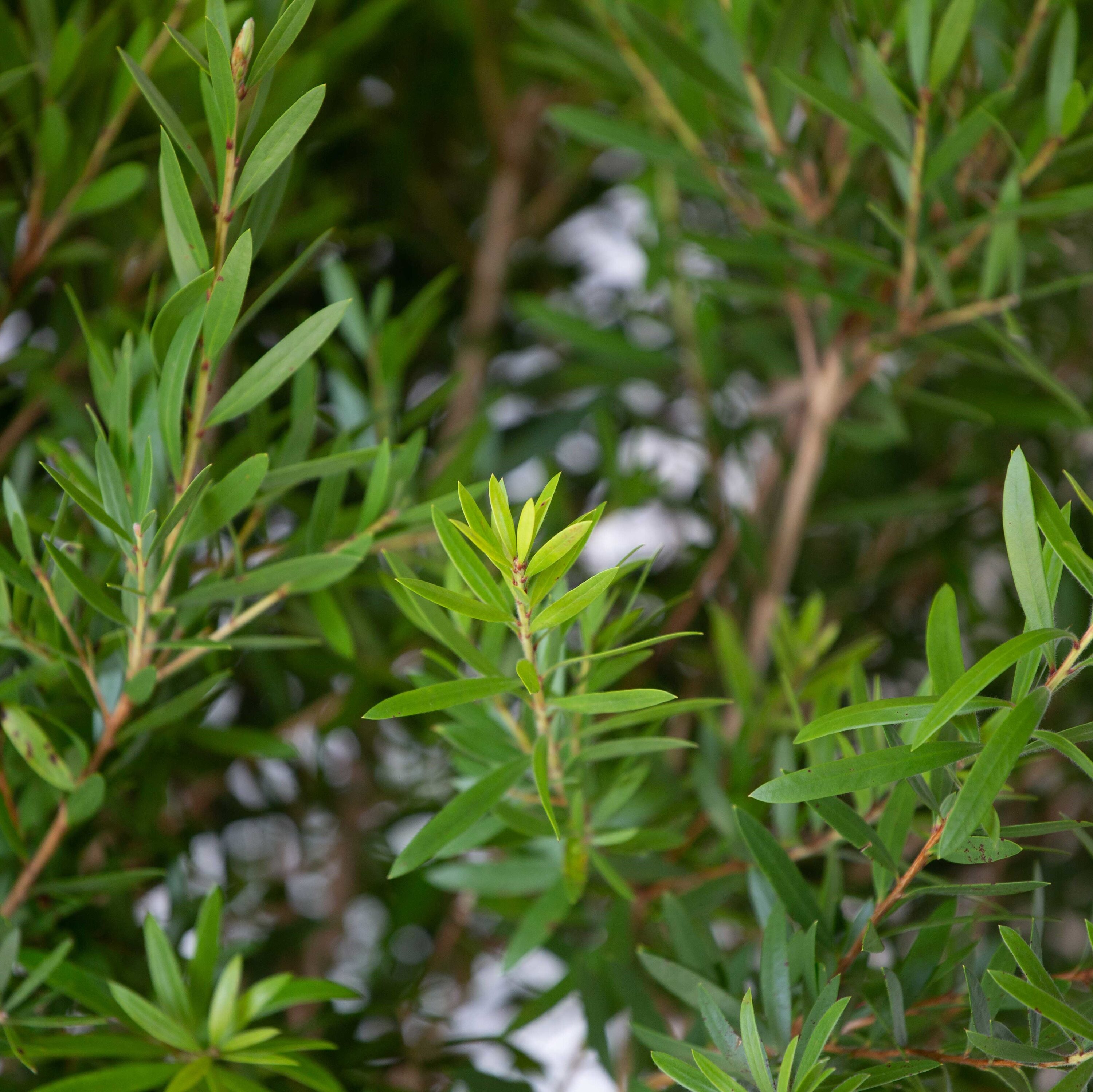 Flowerwood 09213FL-1 shrubs - View #5
