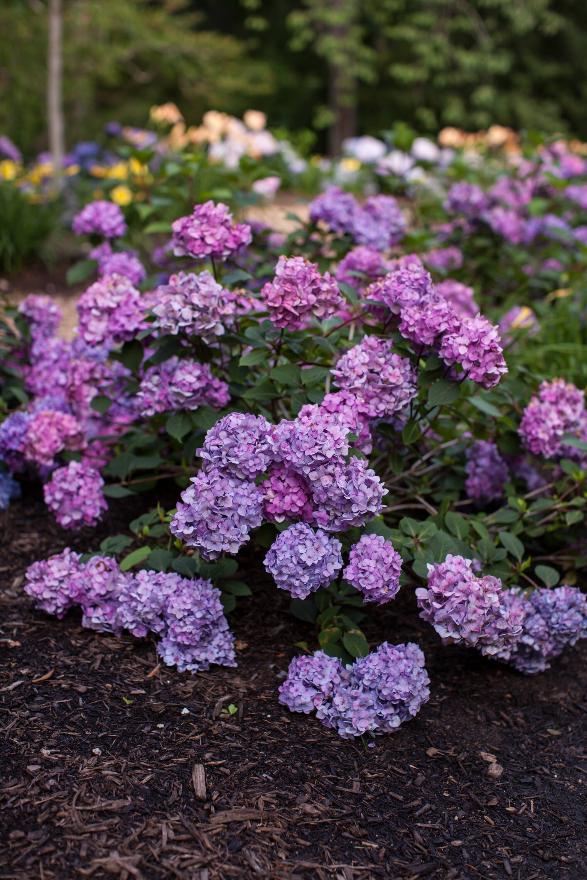 Endless Summer Multicolor Hydrangea Flowering Shrub in 1-Gallon Pot in ...