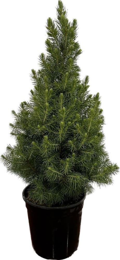 Dwarf Alberta Spruce Foundation/Hedge Shrub in 2.5-Quart Pot in the ...