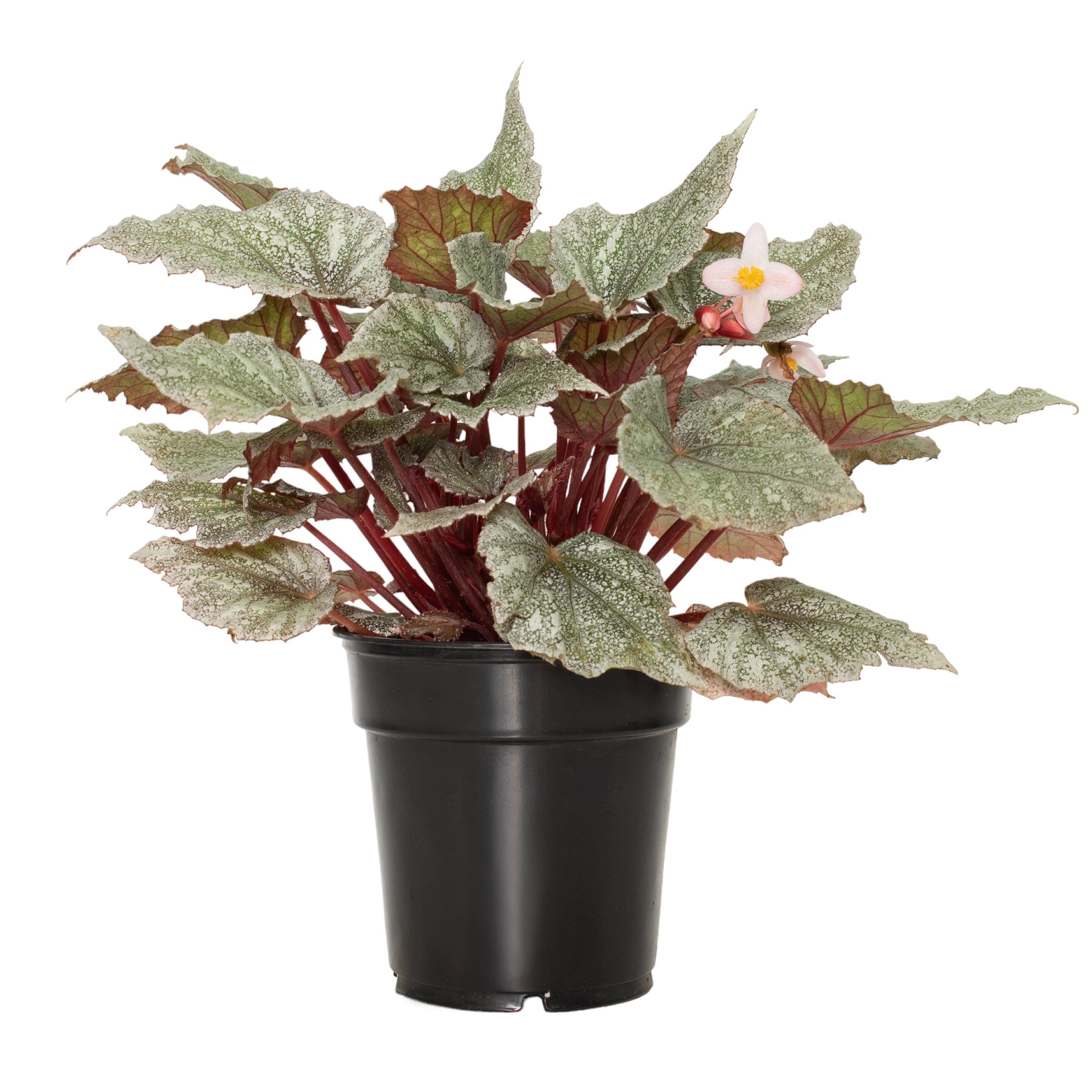 National Plant Network LW1744 hseplants - View #4