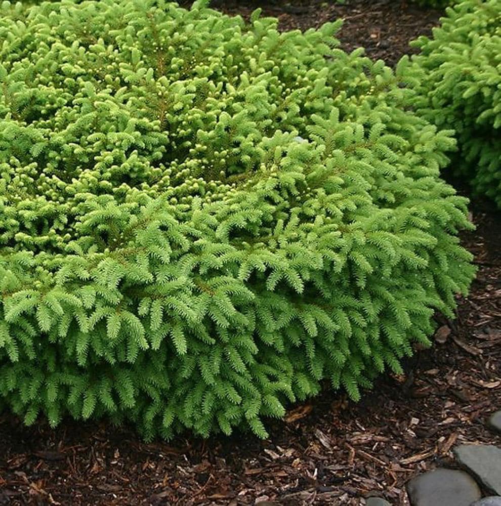 Monrovia 064565 Nest Spruce Foundation/Hedge Shrub in 3.58 -Gallon Pot